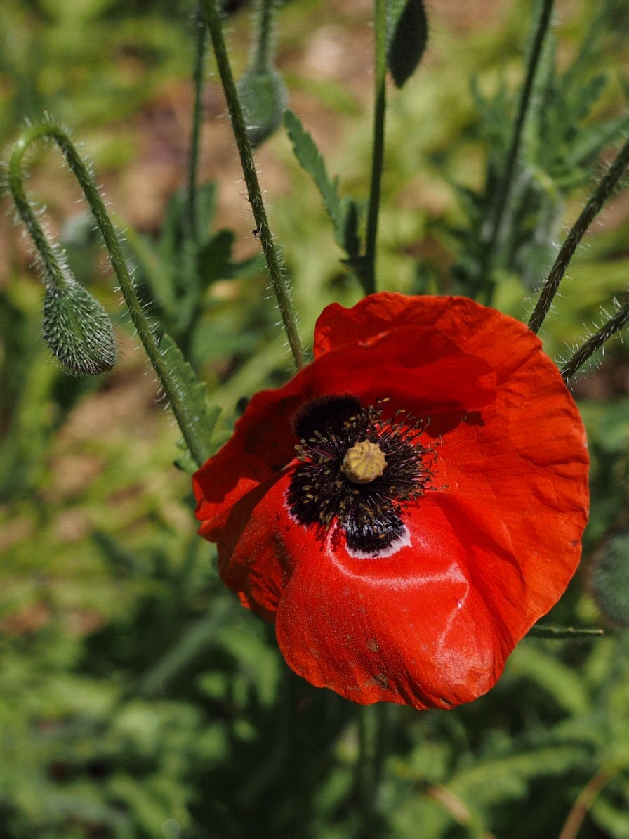 Olympus OM-D E-M1 sample photo. Red poppy at war memorial site.  photography