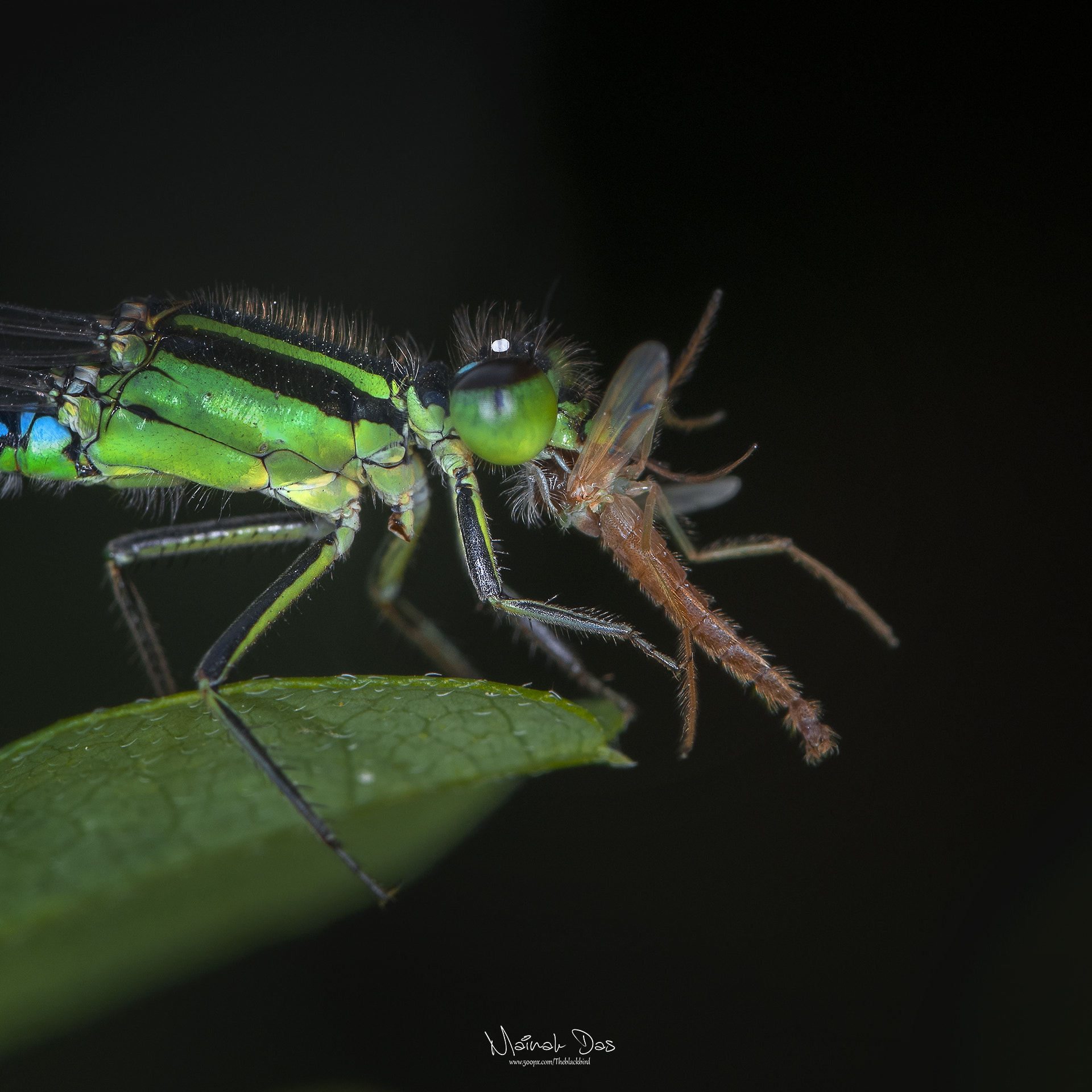 Nikon D500 + Tamron SP 90mm F2.8 Di VC USD 1:1 Macro (F004) sample photo. Predator from another dimesion photography