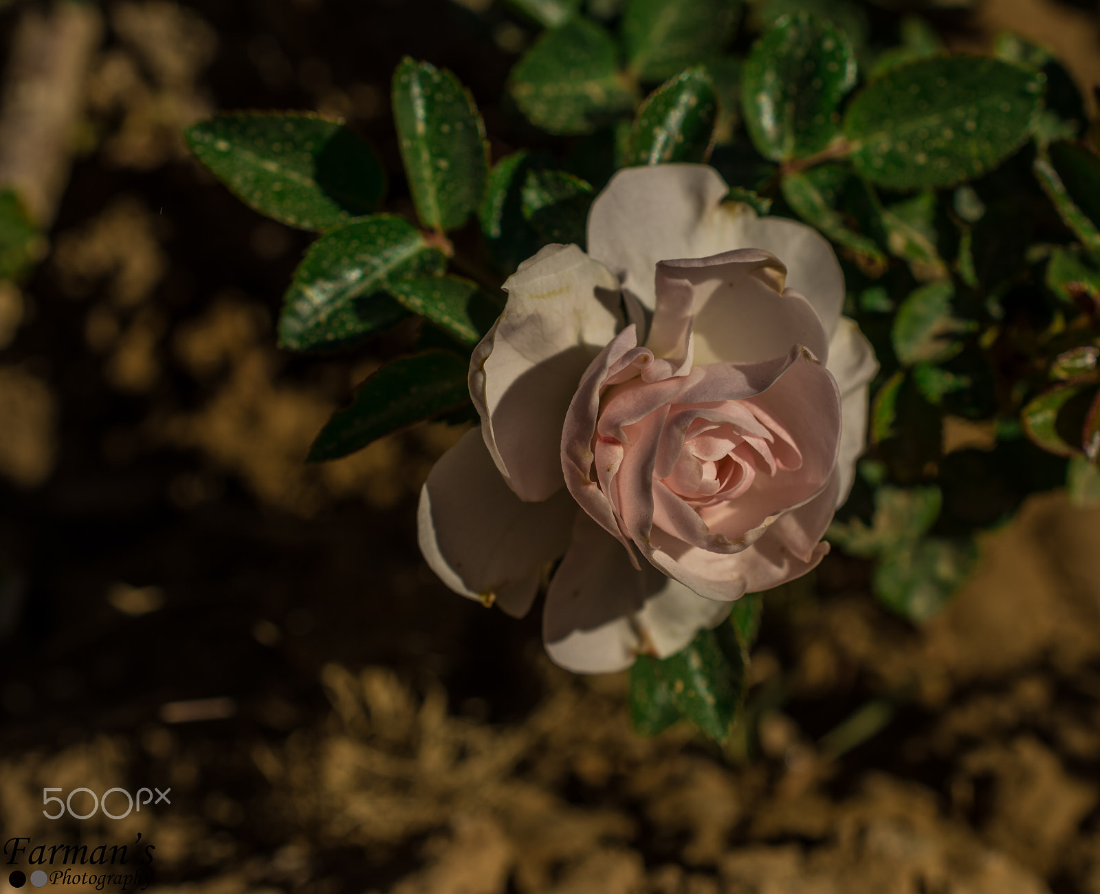 Nikon AF-S DX Micro Nikkor 40mm F2.8 sample photo. Autumn quetta photography