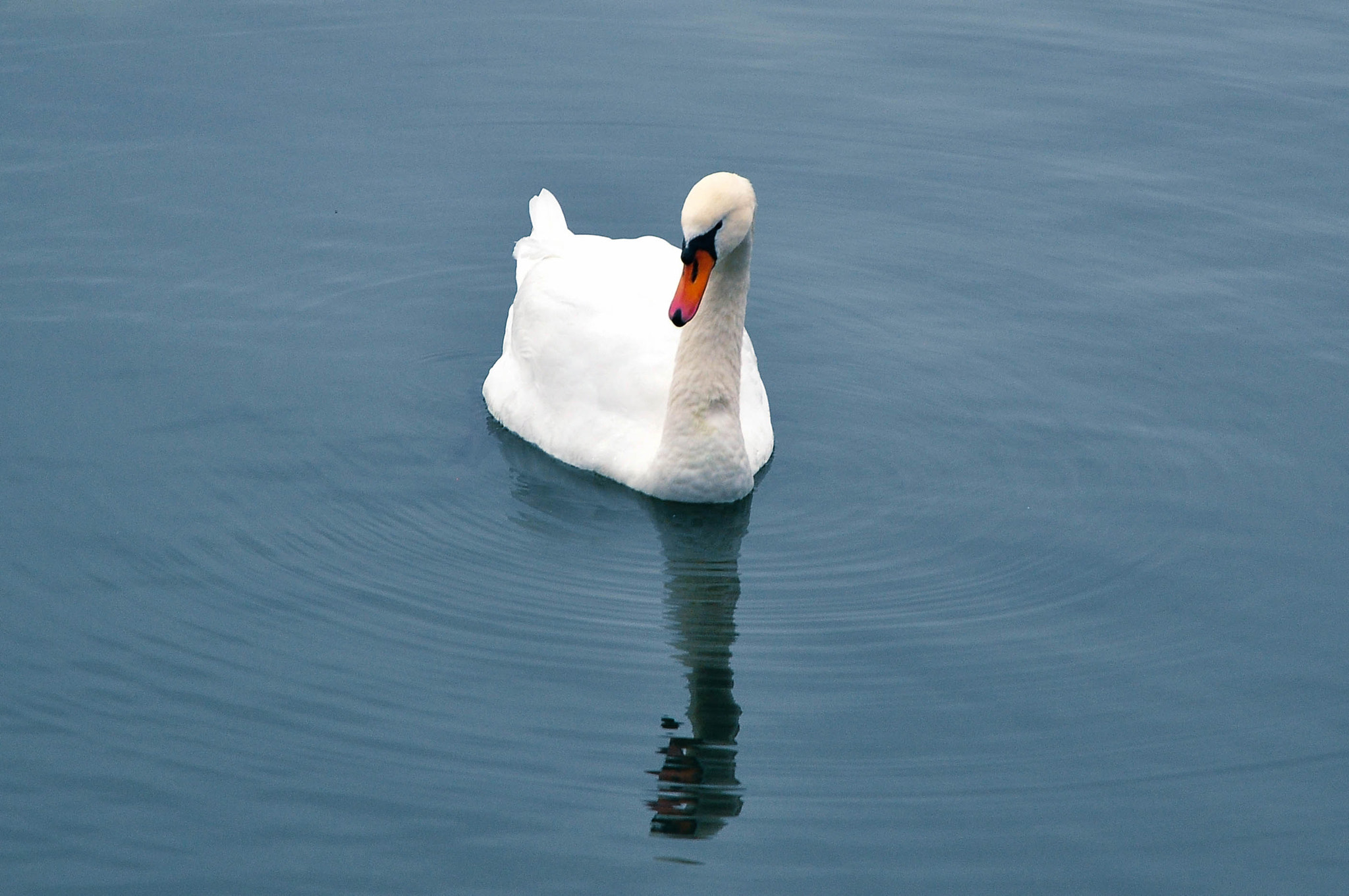 Nikon D5000 sample photo. Swan reflection photography