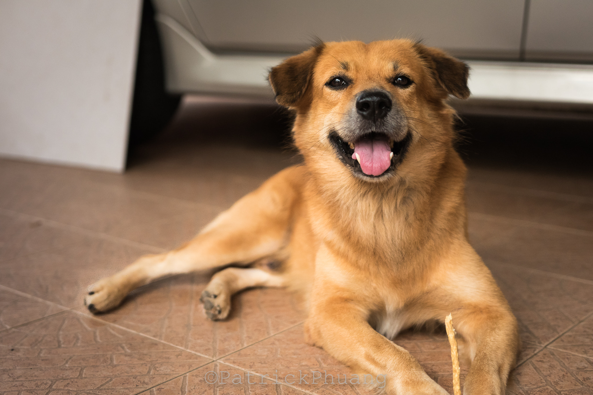 Nikon D5500 + Sigma 18-35mm F1.8 DC HSM Art sample photo. Pet dog photography