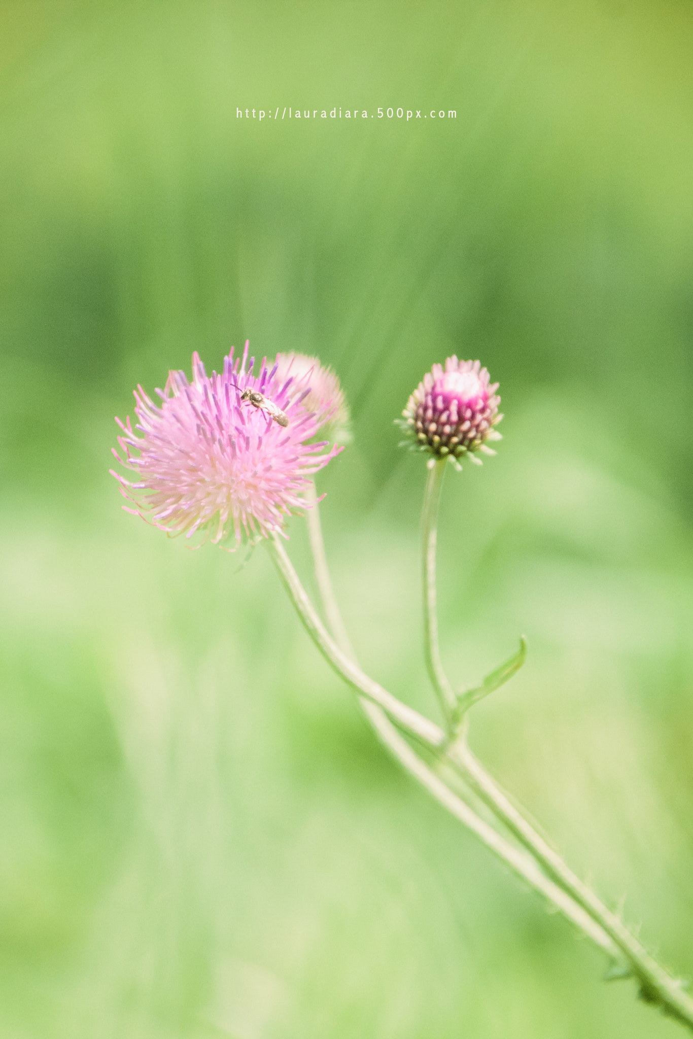 Canon EOS 40D sample photo. Pastel color photography