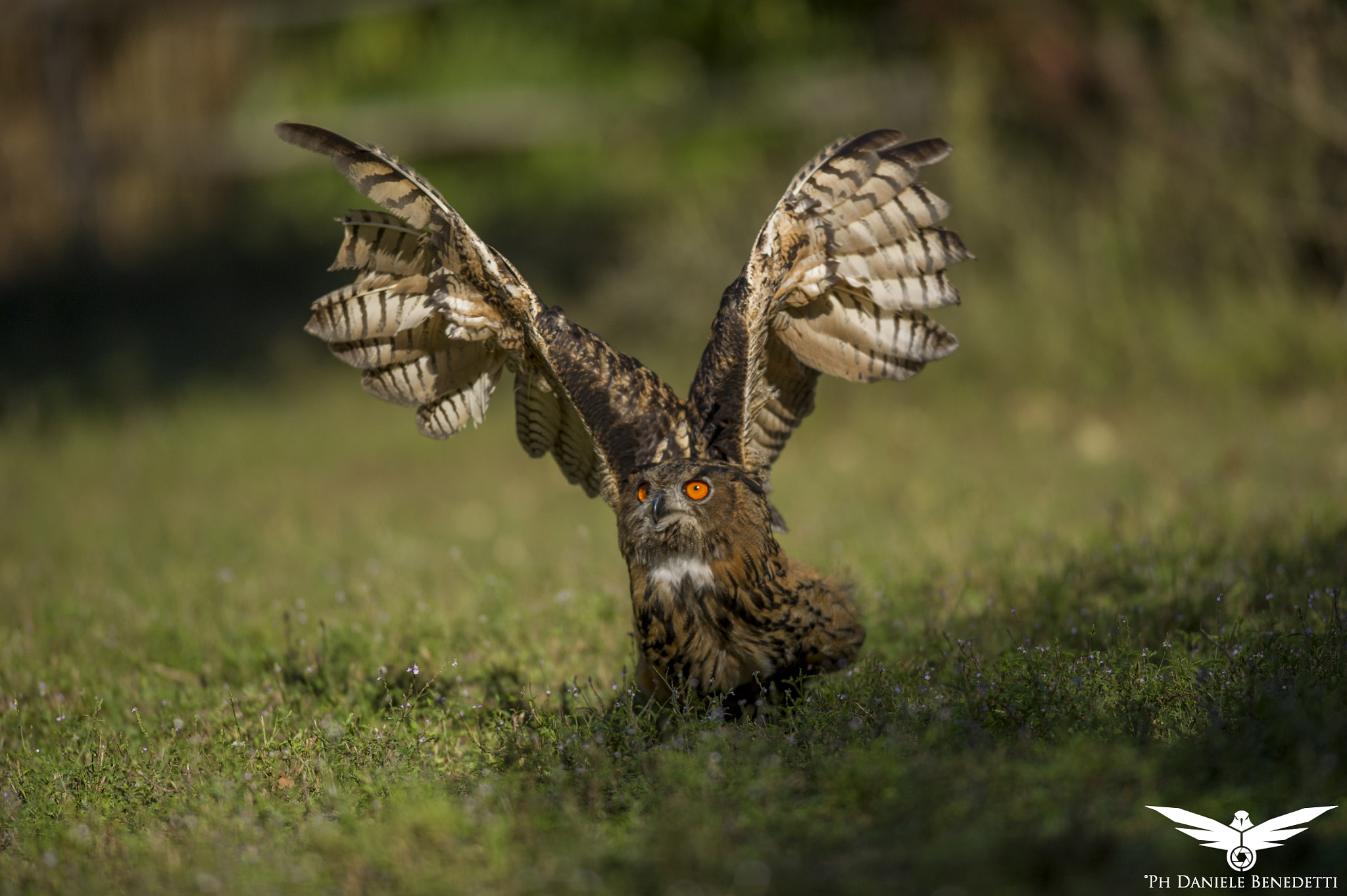 Nikon AF-S Nikkor 300mm F2.8G ED VR II sample photo. Ready to take off! photography