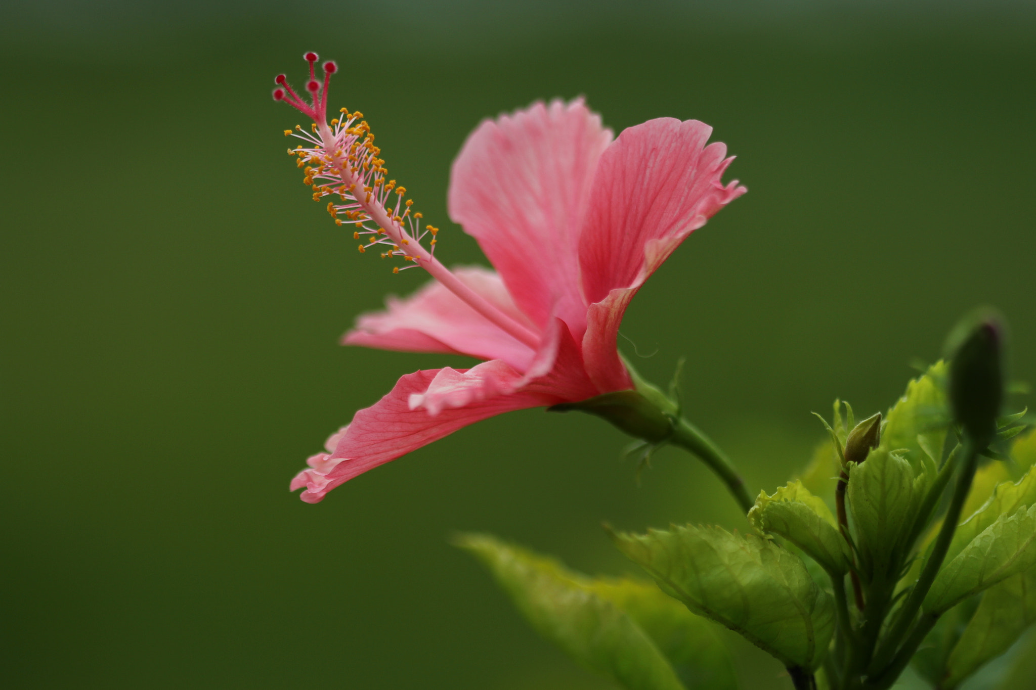 Canon EF 100mm F2.8 Macro USM sample photo. I don't know flower's name :( photography