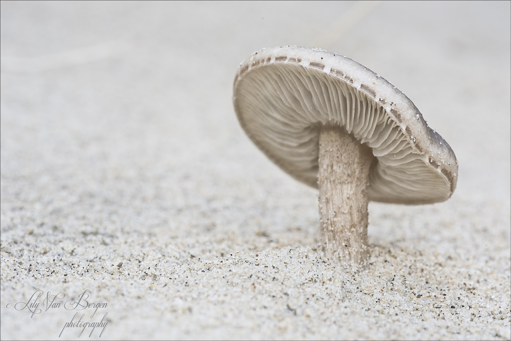 Sigma 150mm F2.8 EX DG Macro HSM sample photo. Waving in the sand. photography