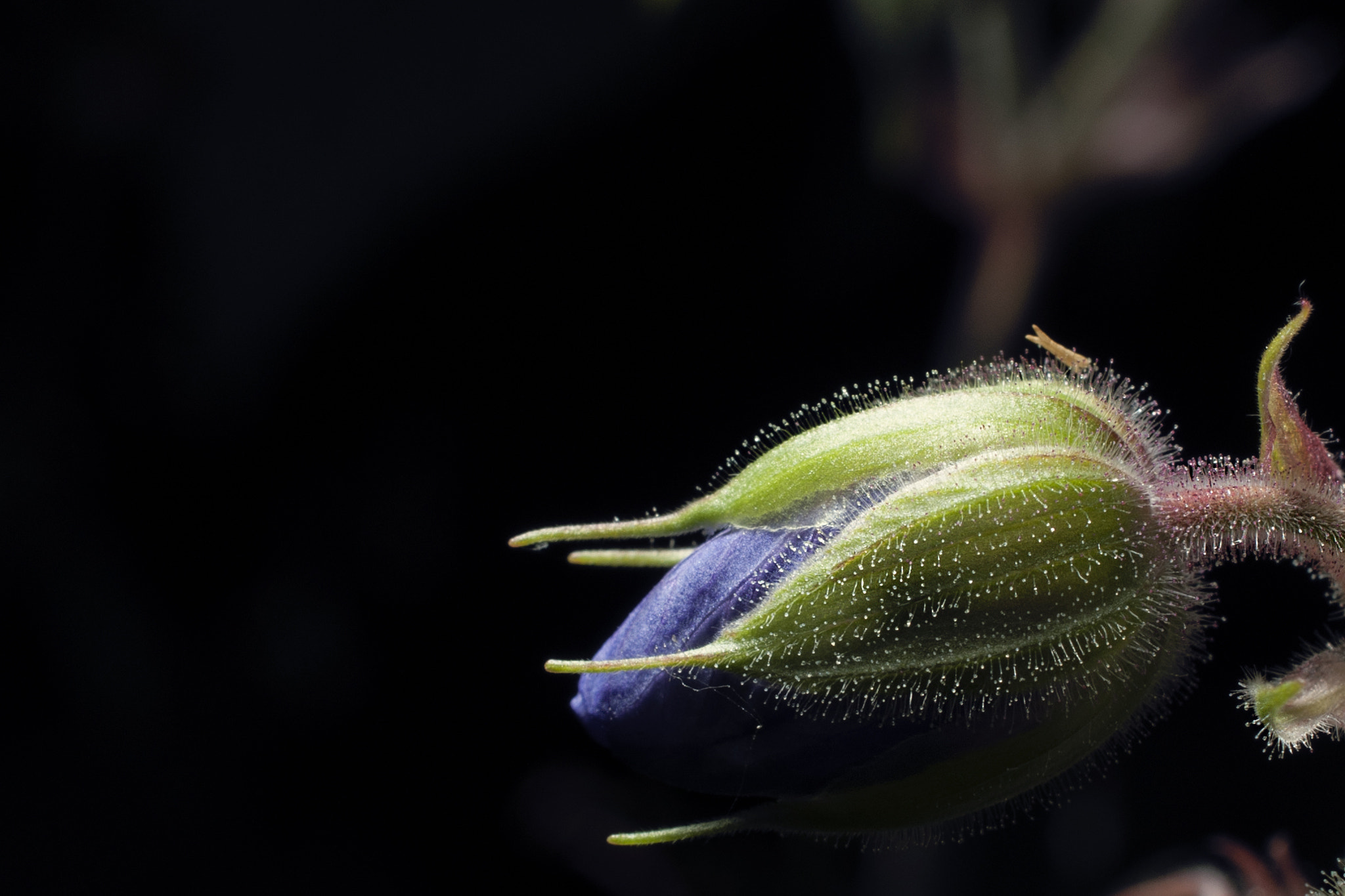 Nikon AF-S DX Micro Nikkor 40mm F2.8 sample photo. Bud of a flower photography