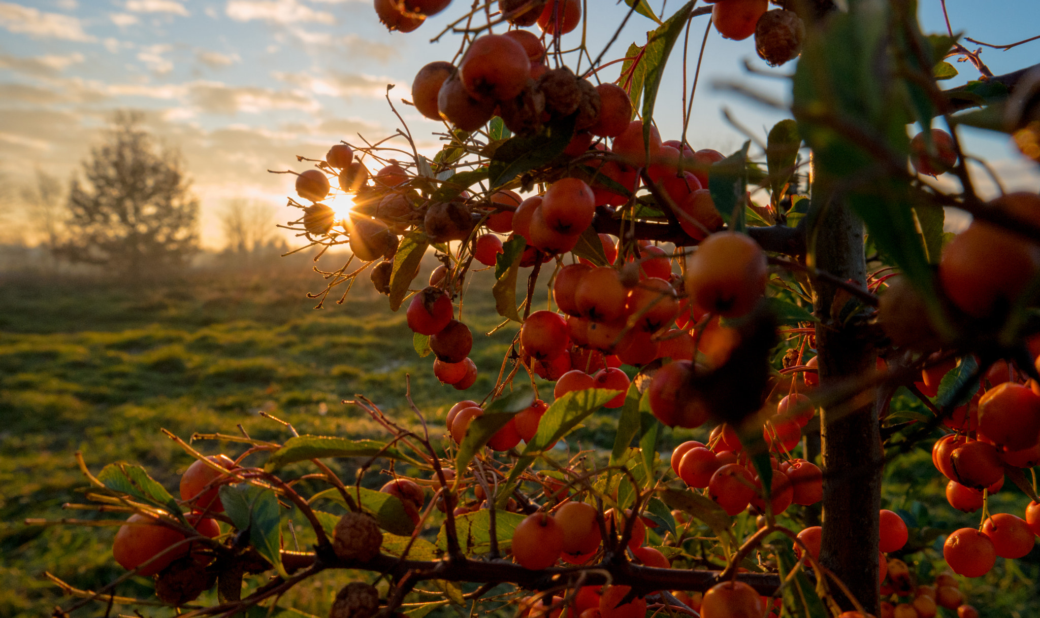 Samsung NX500 sample photo. Fruitful photography