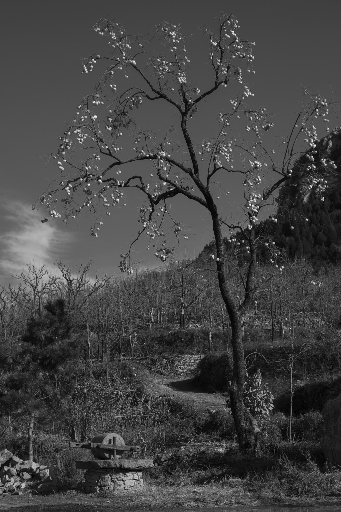 Nikon AF-S Nikkor 58mm F1.4G sample photo. A persimmon tree in country photography