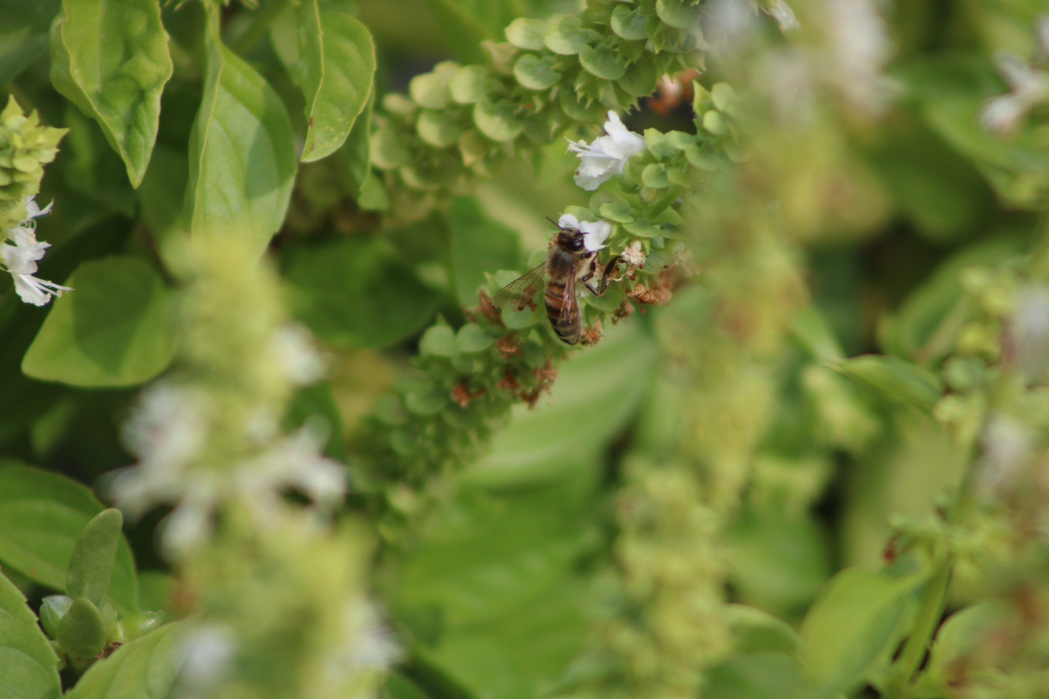 Canon EOS 750D (EOS Rebel T6i / EOS Kiss X8i) + EF75-300mm f/4-5.6 sample photo. Bee photography