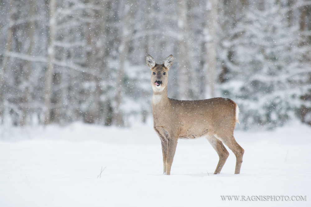 Nikon AF-S Nikkor 300mm F2.8G ED VR II sample photo. Snowy taste photography