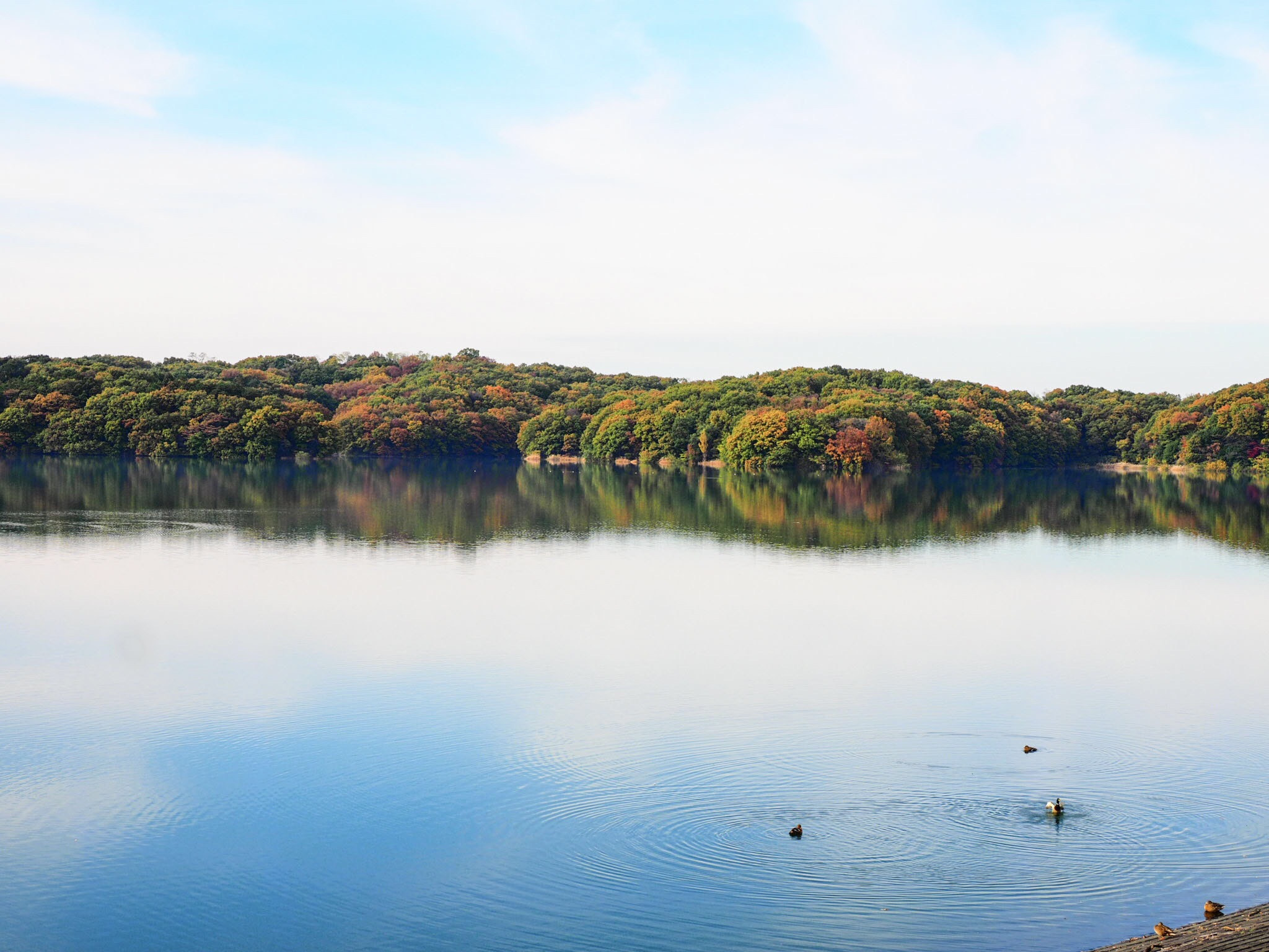 Olympus OM-D E-M1 sample photo. Autumn reflection photography