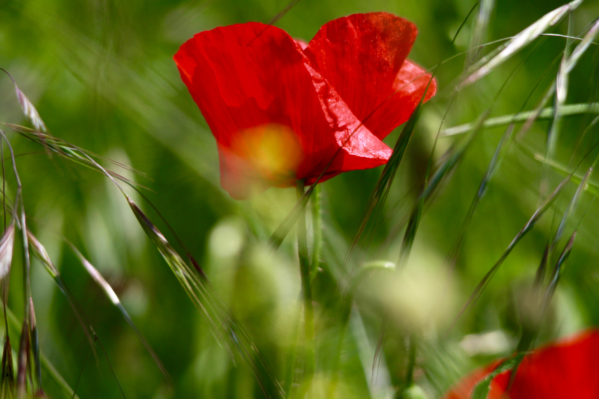 Sigma 150-500mm F5-6.3 DG OS HSM sample photo. Garden red photography