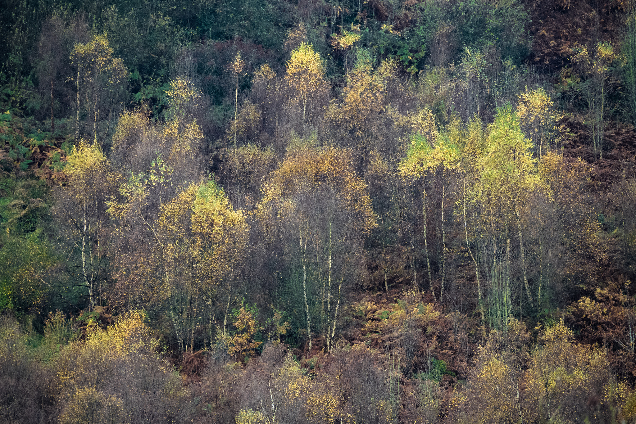 Olympus OM-D E-M5 II + Panasonic Lumix G Vario 45-200mm F4-5.6 OIS sample photo. Autumn trees, sugworth, peak district photography