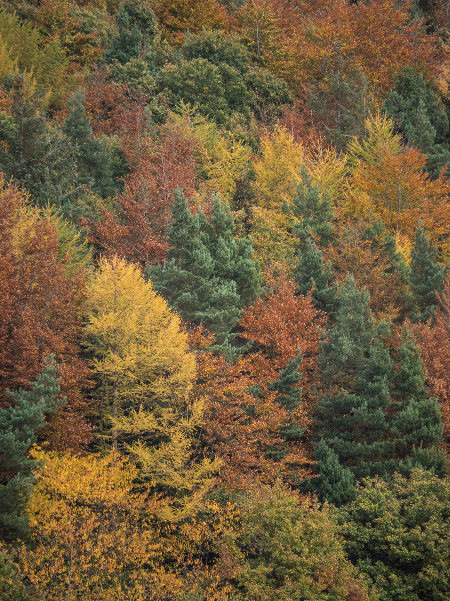 Olympus OM-D E-M5 II sample photo. Autumn trees, damflask reservoir, sheffield photography