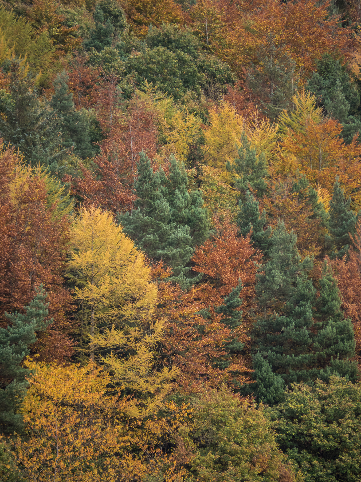 Olympus OM-D E-M5 II + Panasonic Lumix G Vario 45-200mm F4-5.6 OIS sample photo. Autumn trees, damflask reservoir, sheffield photography