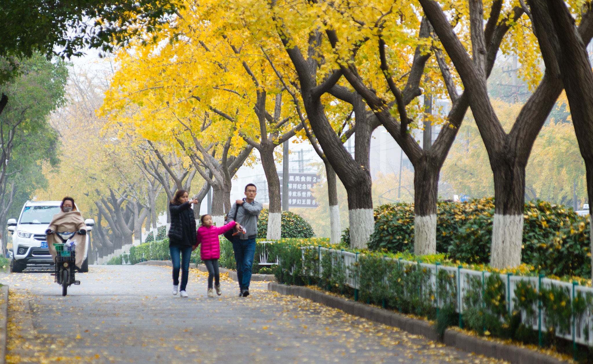 Pentax K-5 II sample photo. Ginkgo in winter photography