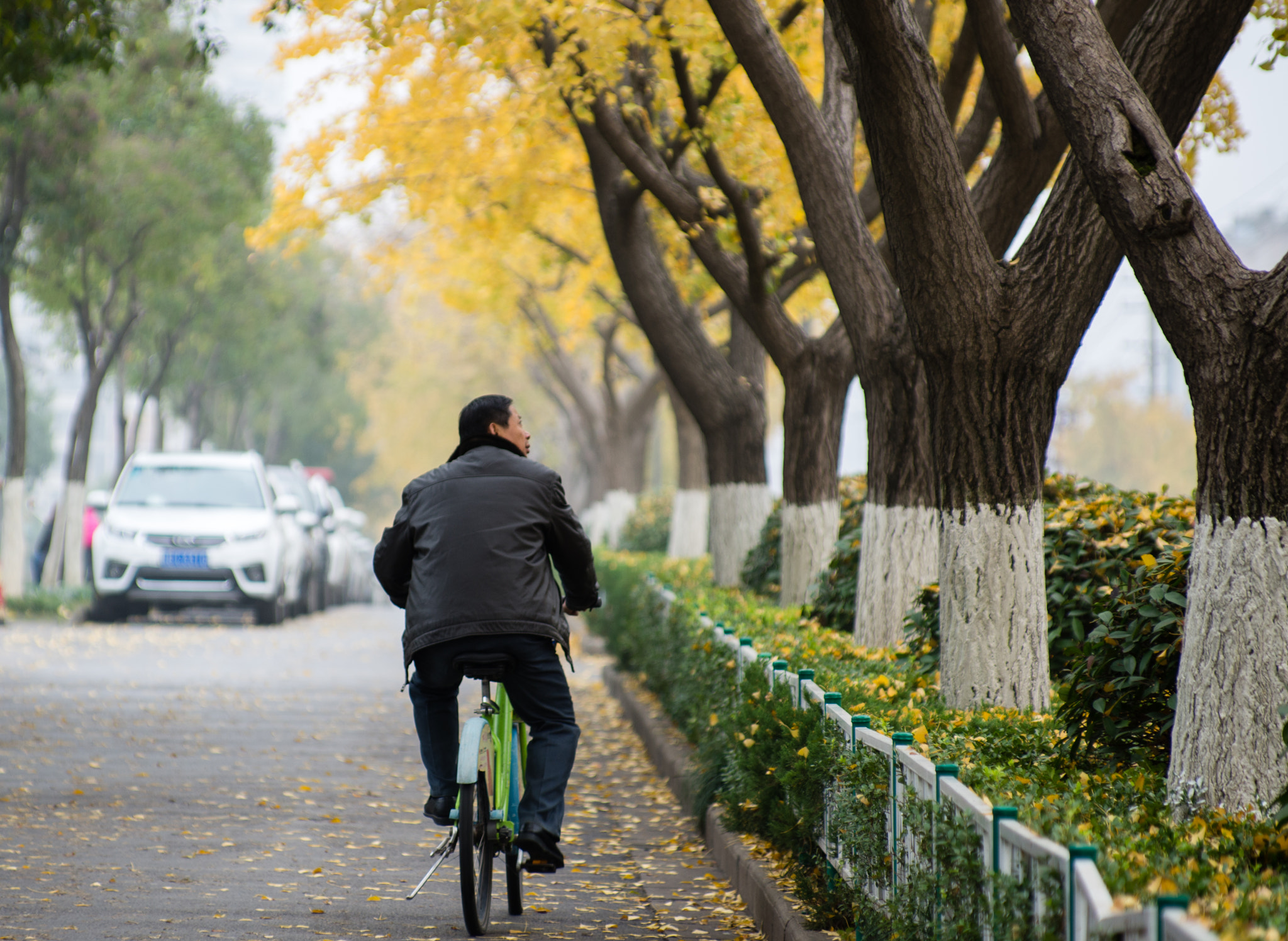 Pentax K-5 II sample photo. Ginkgo in winter photography