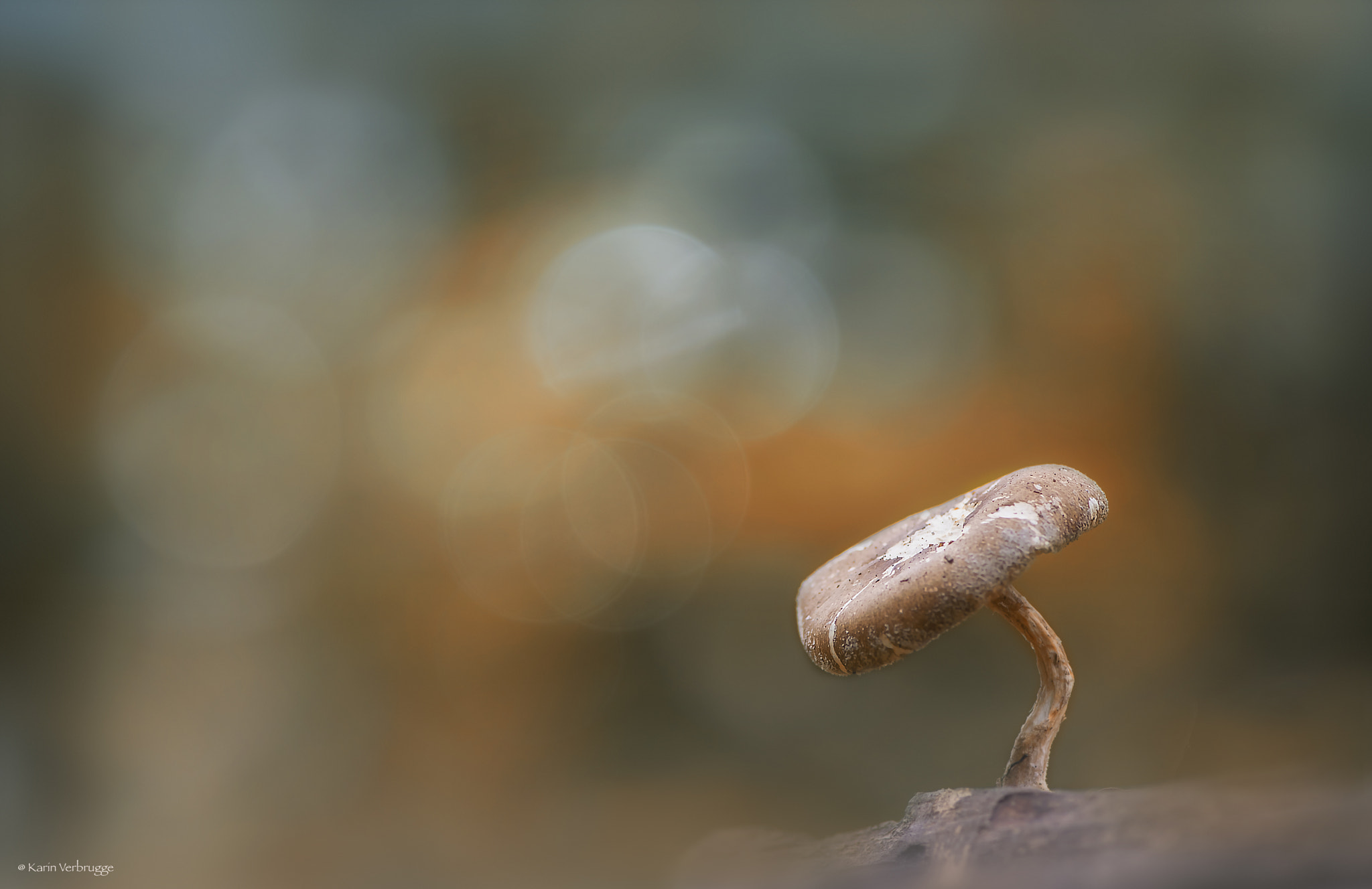 Nikon AF-S Micro-Nikkor 105mm F2.8G IF-ED VR sample photo. Autumncolors photography