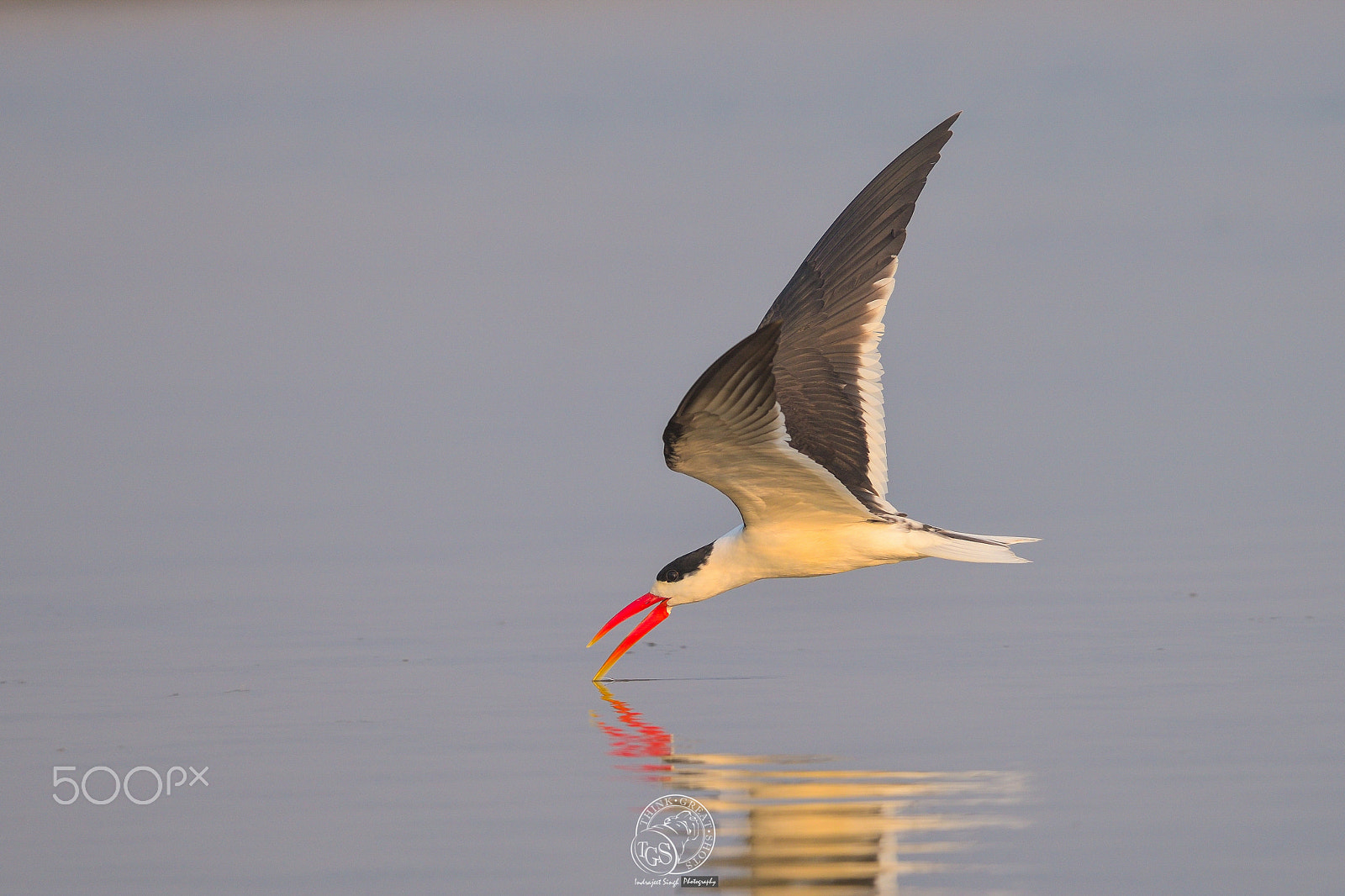 Nikon Nikkor AF-S 300mm F4E PF ED VR sample photo. Indian skimmer photography