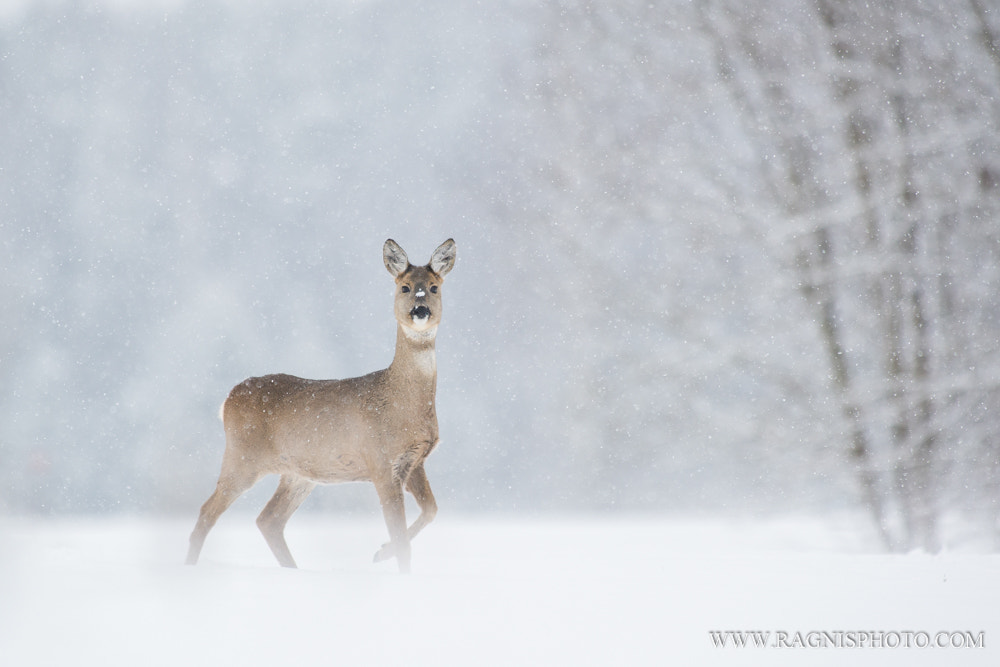 Nikon AF-S Nikkor 300mm F2.8G ED VR II sample photo. Roe deer in snowfall photography