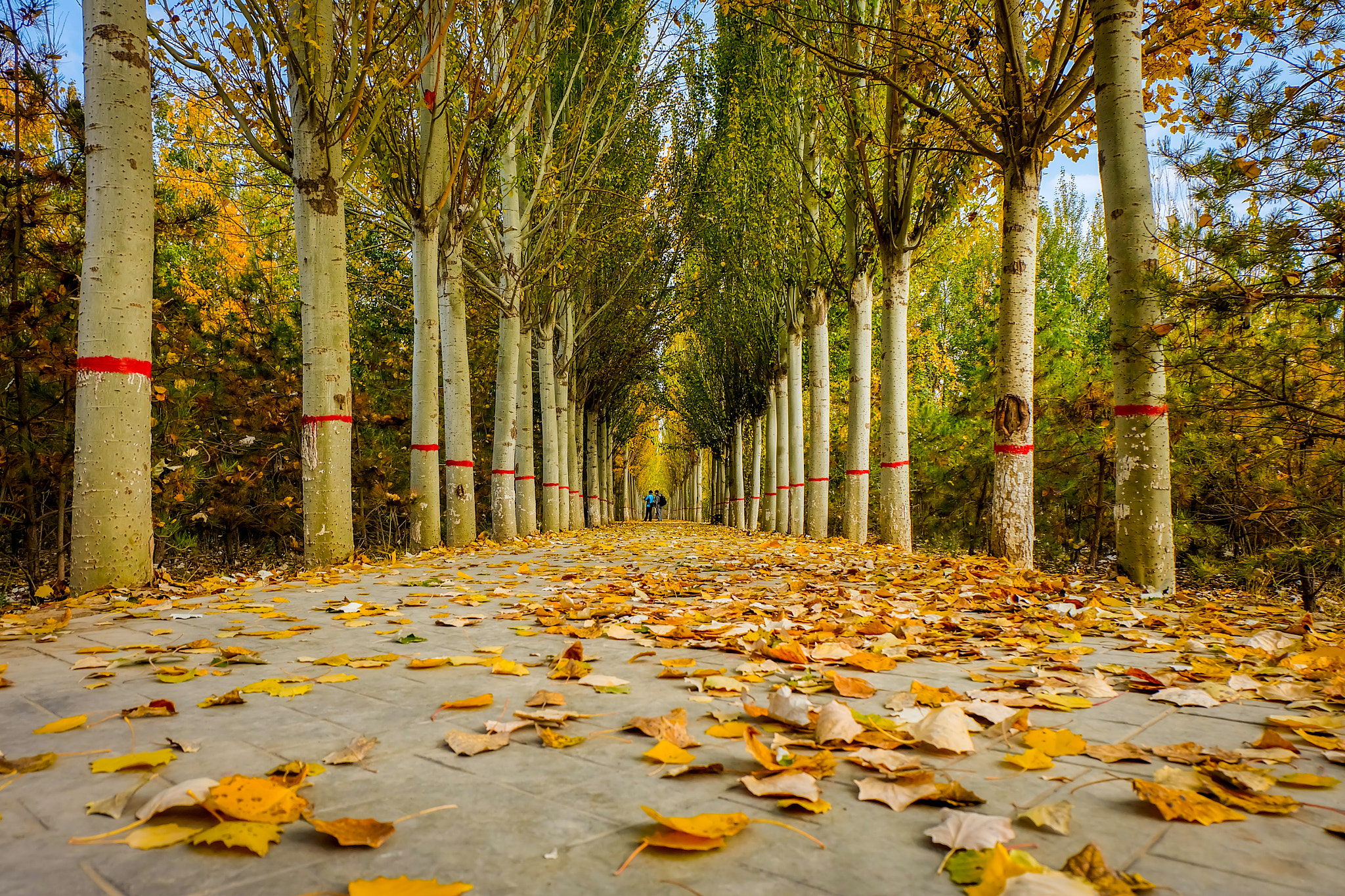 Fujifilm X-A1 sample photo. Road full of leaves photography