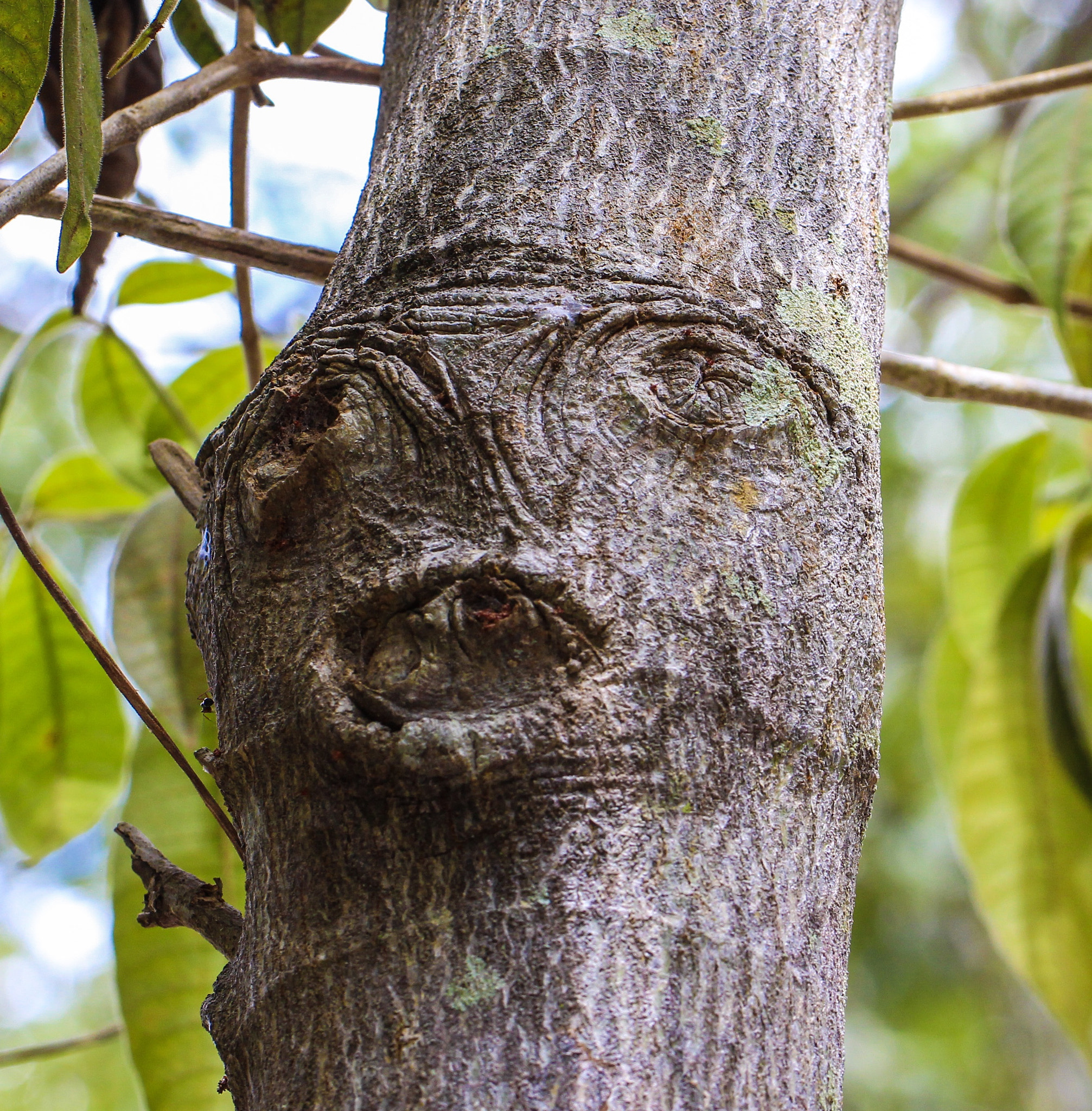 Canon EF 100mm F2.8L Macro IS USM sample photo. Tree man - branching out photography