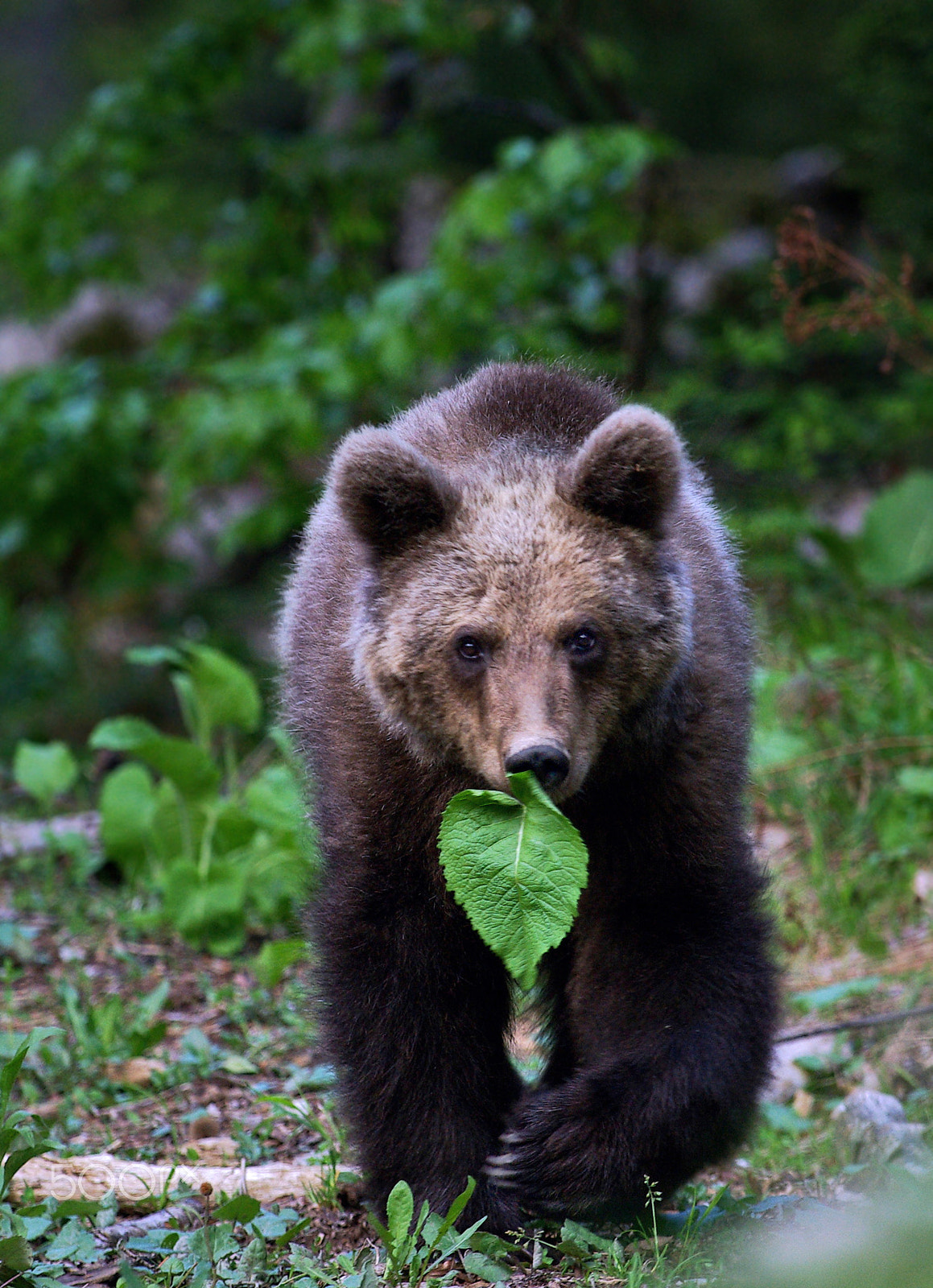 Pentax K10D sample photo. Teddy vegetarian photography