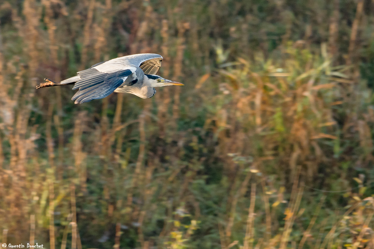 Canon EF 600mm F4L IS II USM sample photo. Héron cendré en vol photography