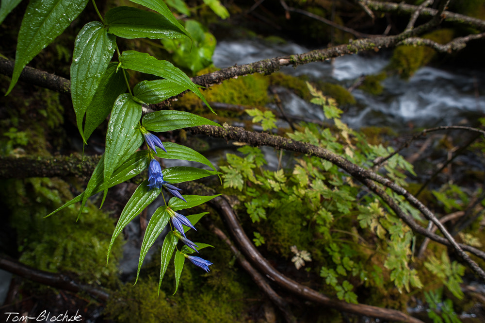 Nikon D700 sample photo. Schwalbenwurz photography