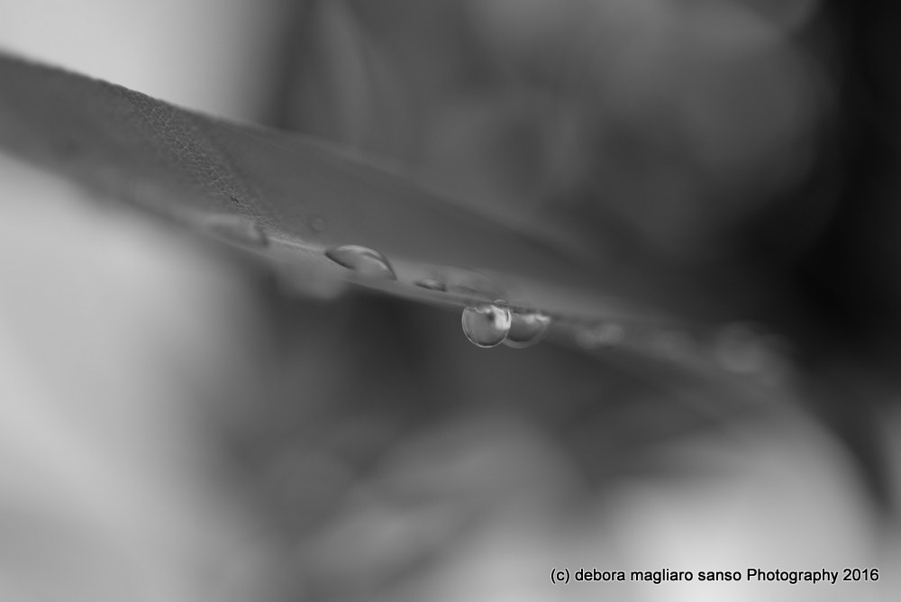 Nikon D610 + Nikon AF Micro-Nikkor 60mm F2.8D sample photo. Rain photography