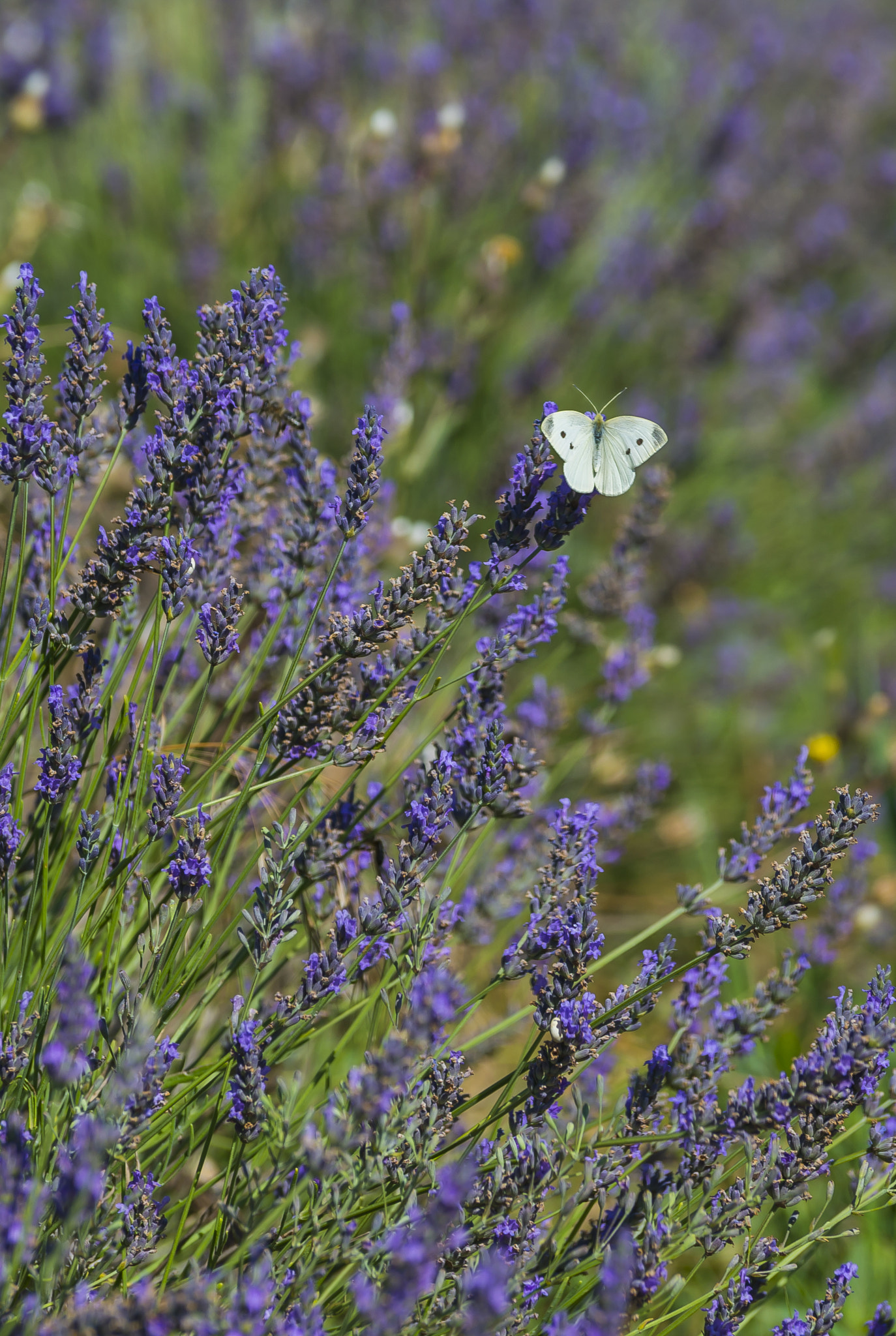 Nikon D600 + Tamron SP AF 70-200mm F2.8 Di LD (IF) MACRO sample photo. Butterfly on lavender photography