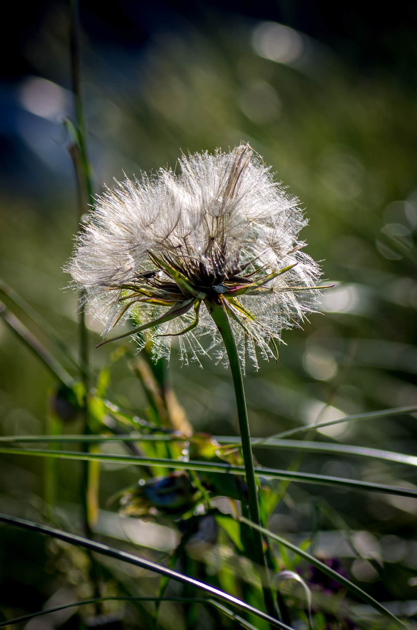 Pentax K-5 + Tamron SP AF 90mm F2.8 Di Macro sample photo. Fleur de pissenlit photography