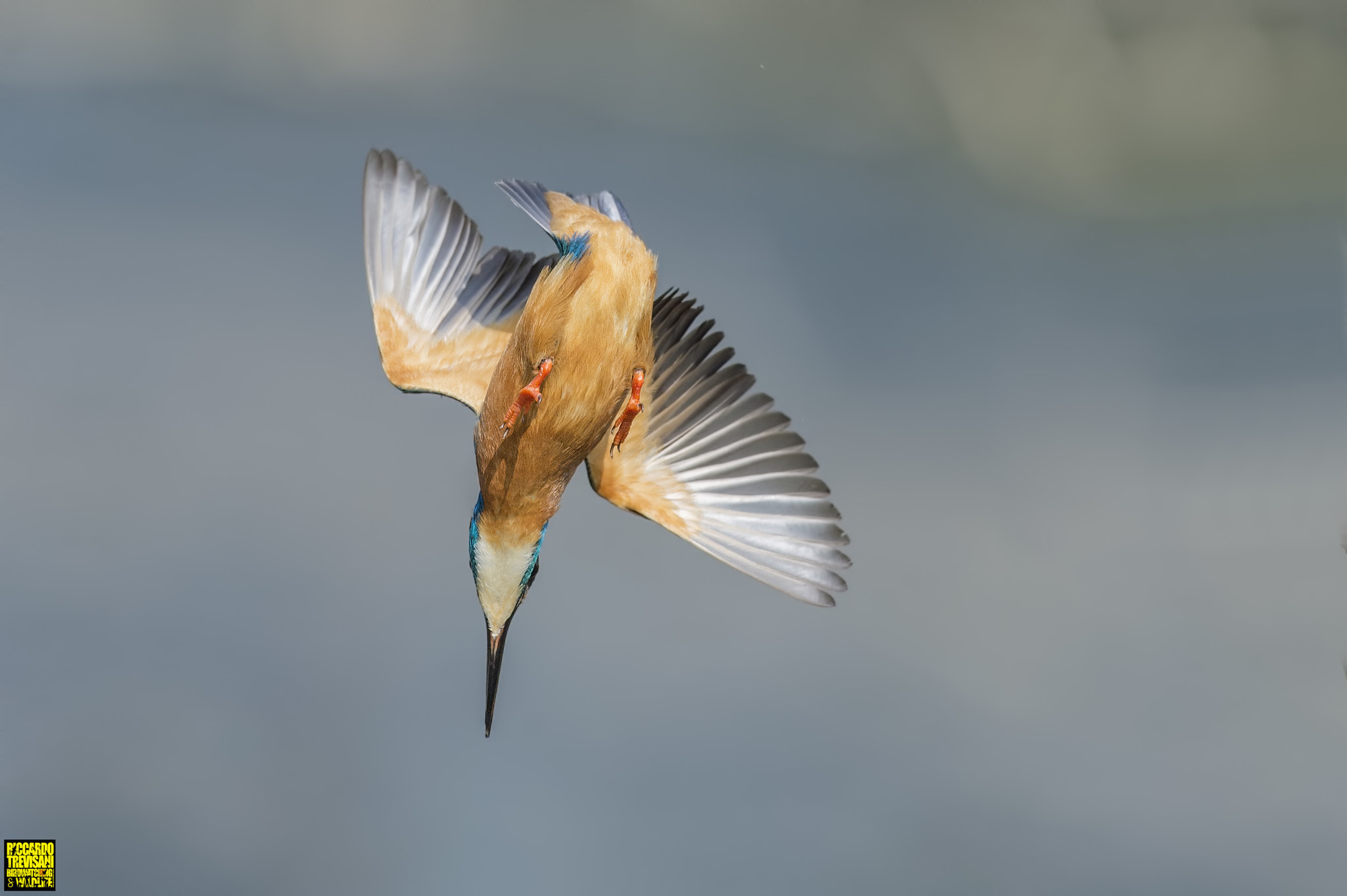 Nikon AF-S Nikkor 300mm F2.8G ED VR II sample photo. Reverse dip photography