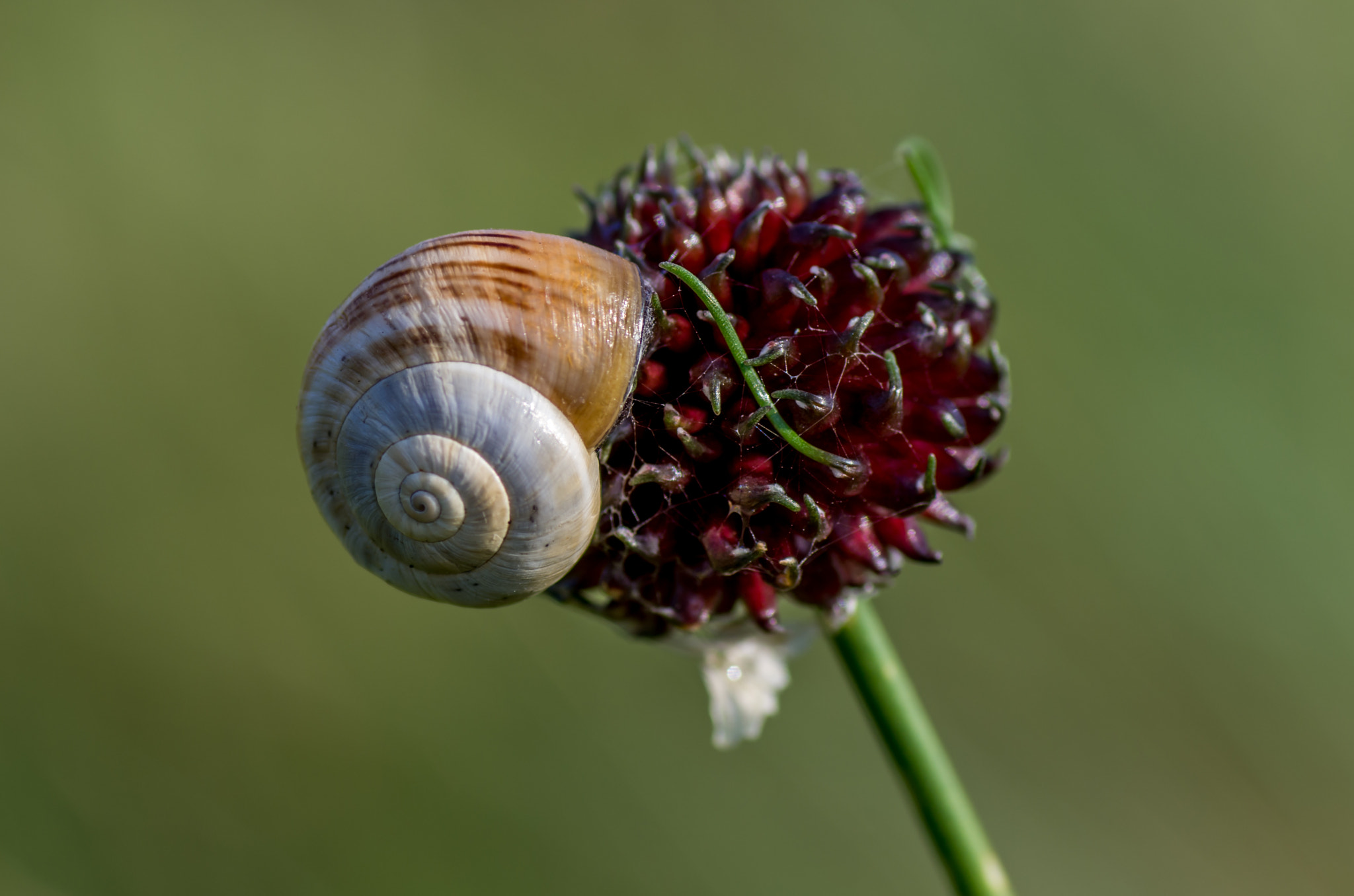 Pentax K-5 + Tamron SP AF 90mm F2.8 Di Macro sample photo. Fleur des dunes... photography