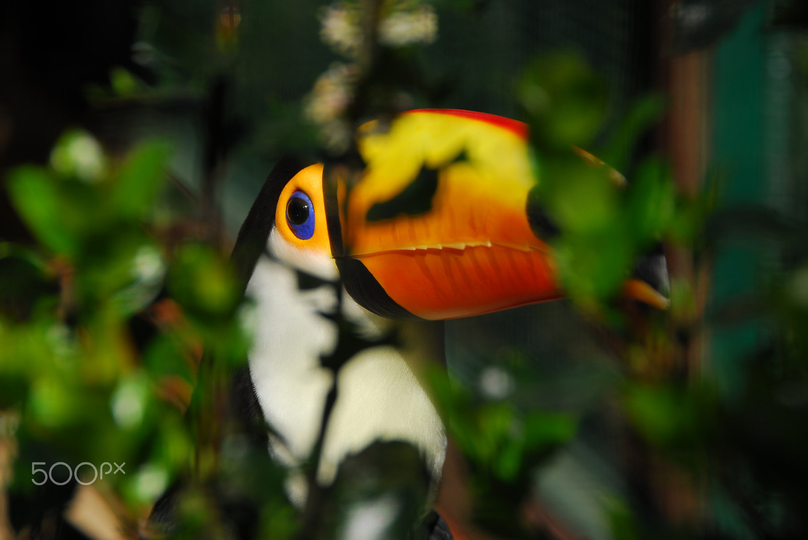 Nikon D200 sample photo. Blue eye photography