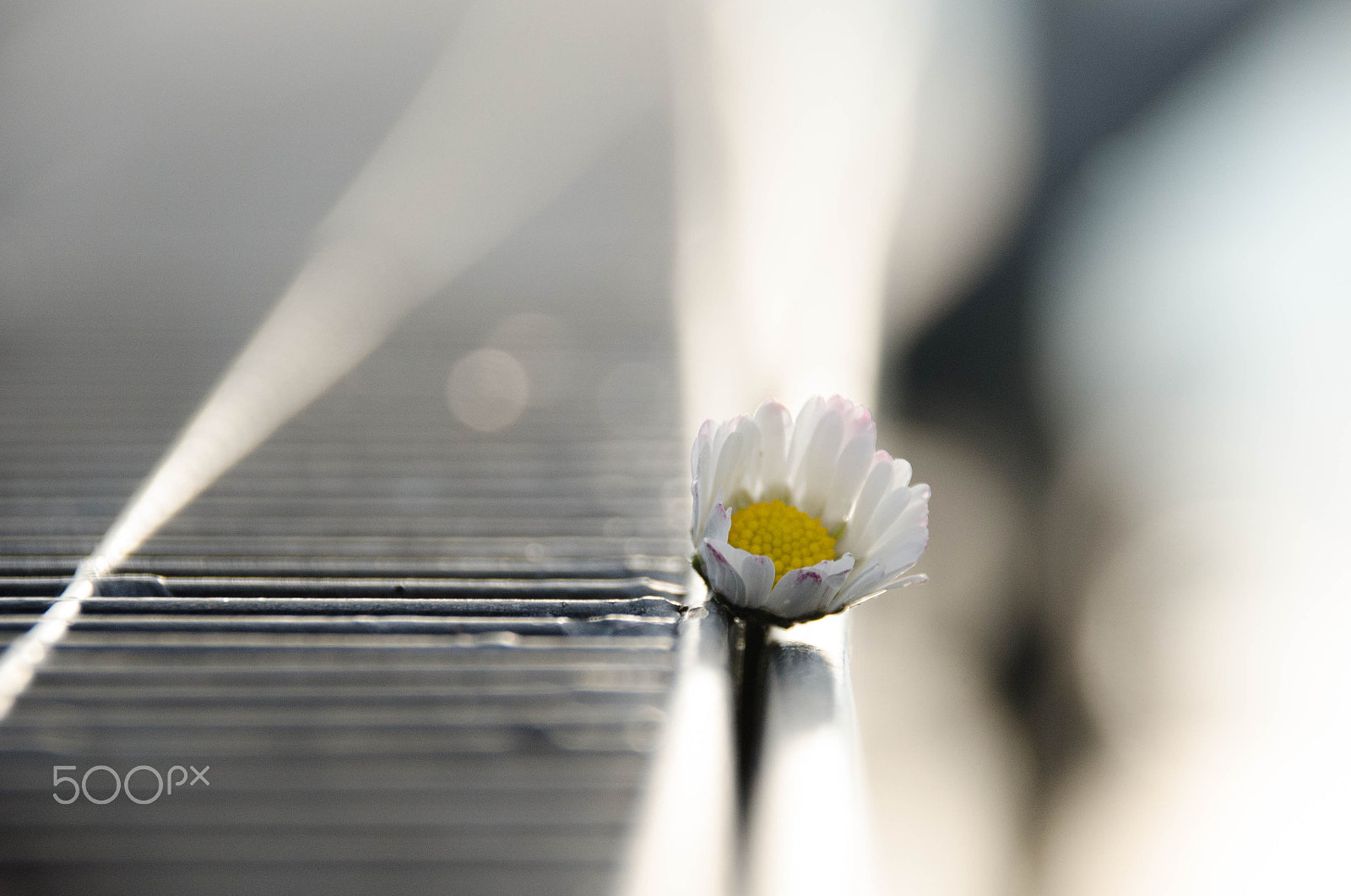 Sigma 18-250mm F3.5-6.3 DC Macro OS HSM sample photo. Bokeh daisy photography