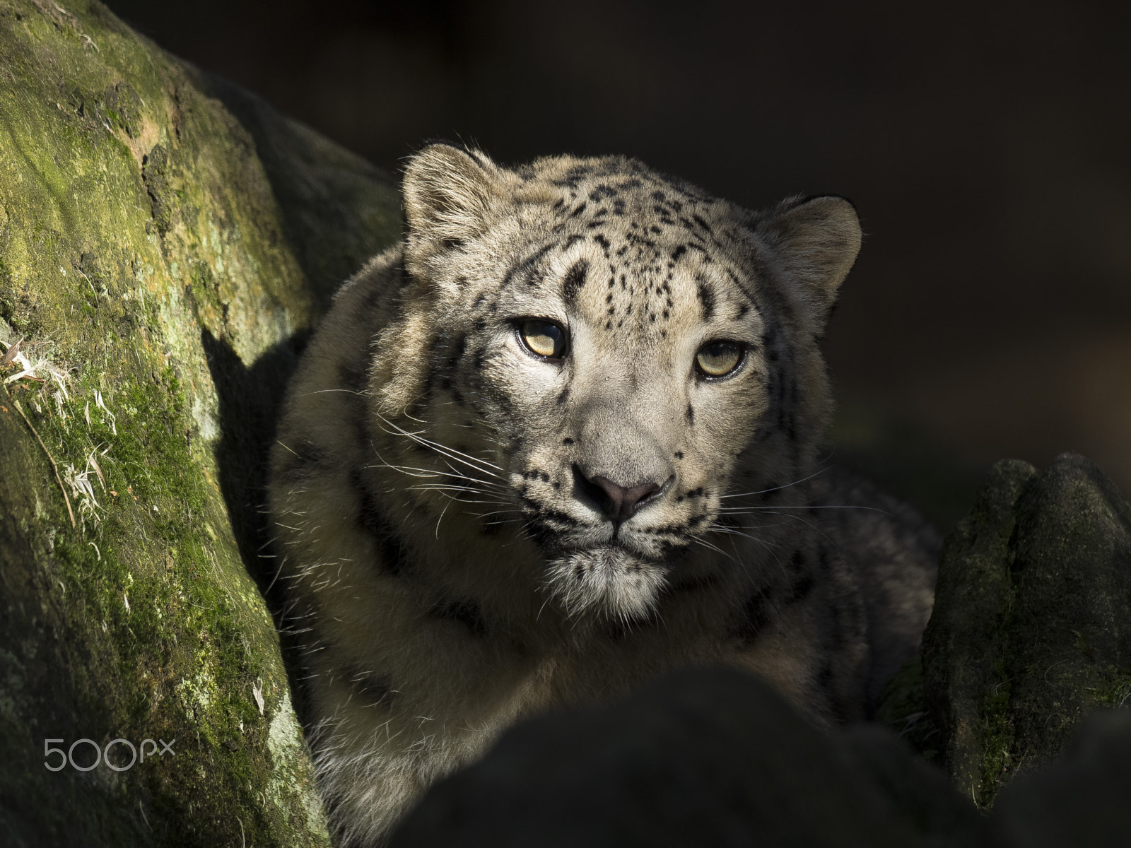 Olympus OM-D E-M1 + OLYMPUS M.300mm F4.0 sample photo. Snow leopard photography