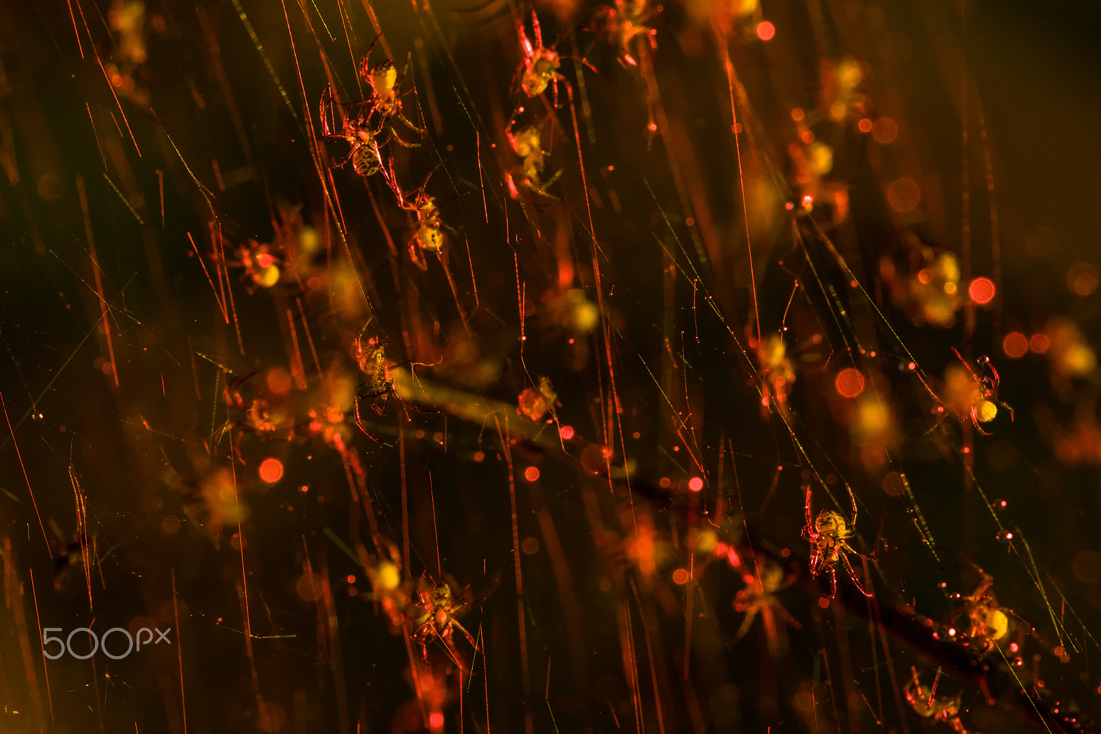 Sigma 105mm F2.8 EX DG OS HSM sample photo. Spider rain photography