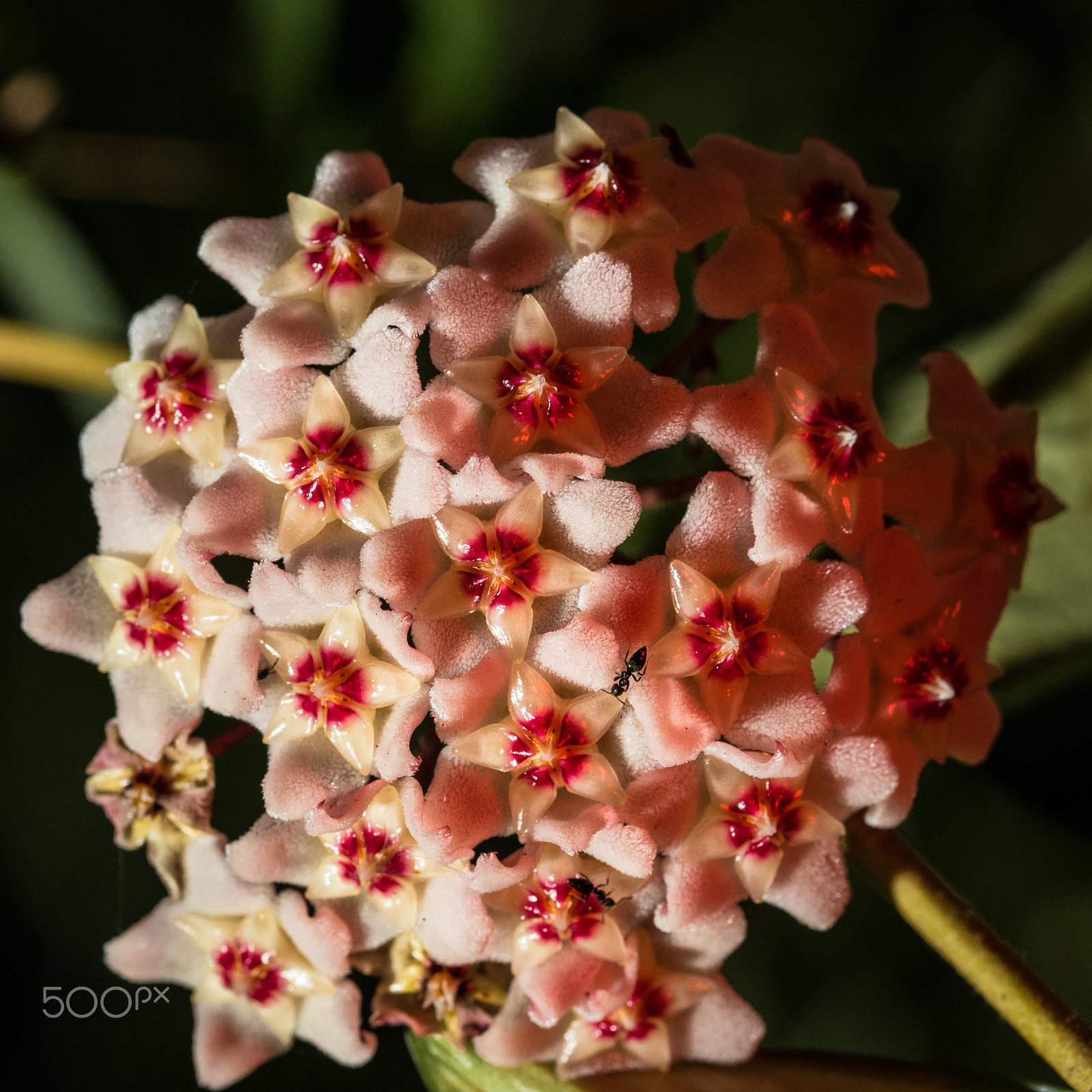Sigma 105mm F2.8 EX DG OS HSM sample photo. Hoya flower photography