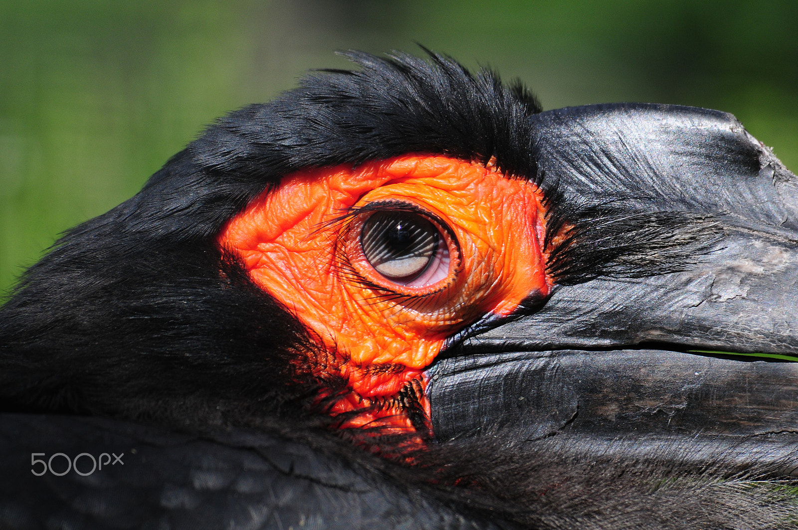 Nikon D300 sample photo. Red eye photography