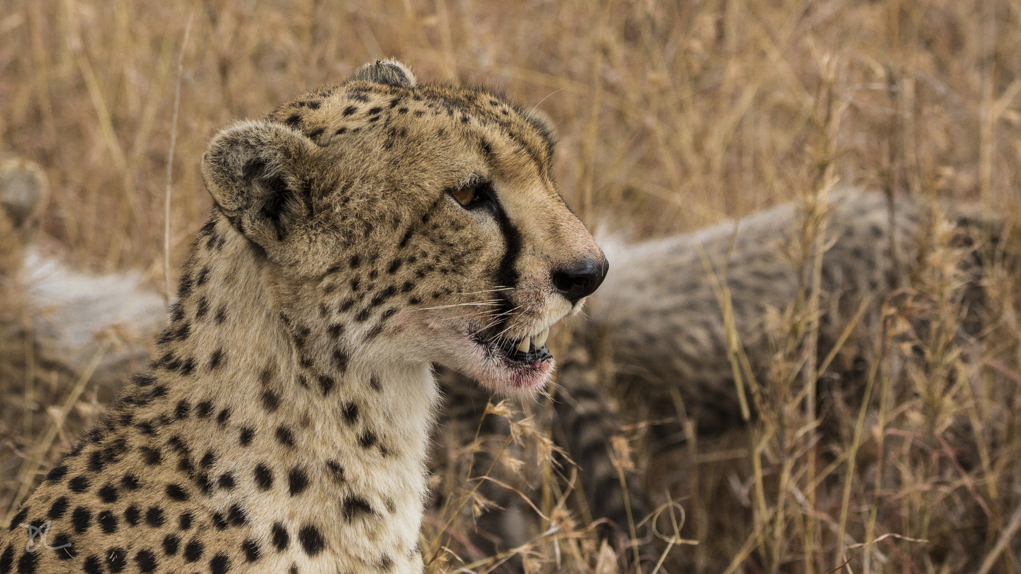Tamron SP 150-600mm F5-6.3 Di VC USD sample photo. A good but wild mother ... photography