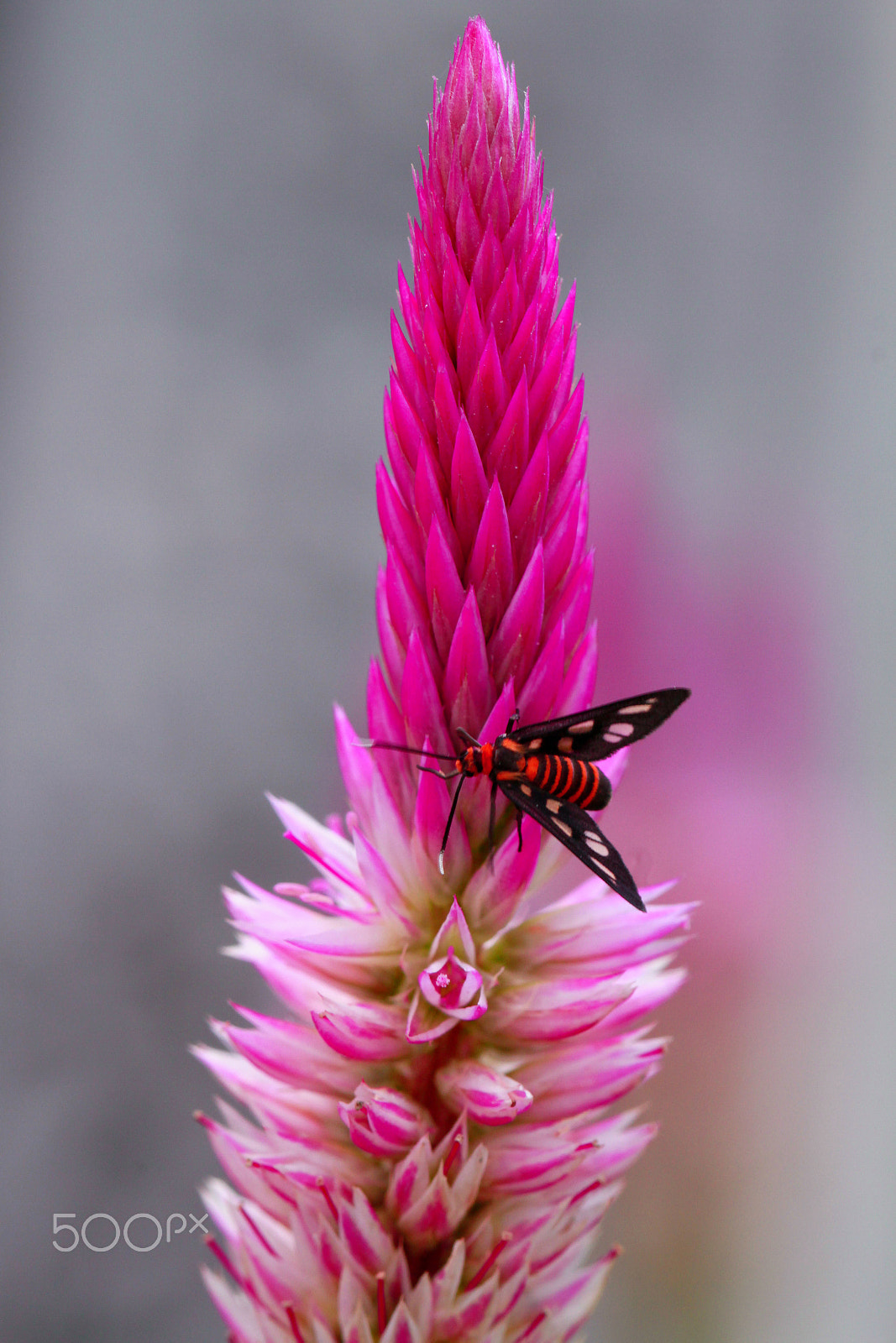 Canon EF 100mm F2.8L Macro IS USM sample photo. Flower photography