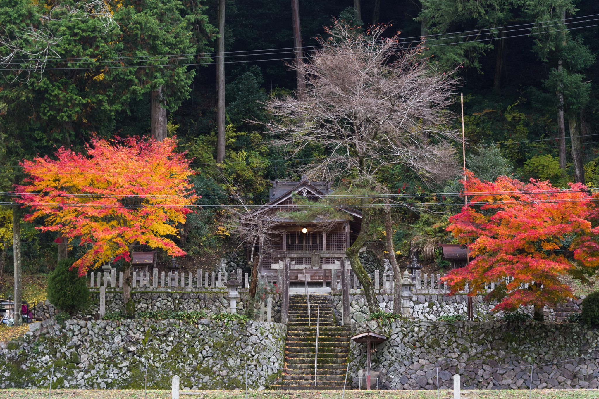 Pentax K-70 + Pentax smc DA 50mm F1.8 sample photo. Autumn photography