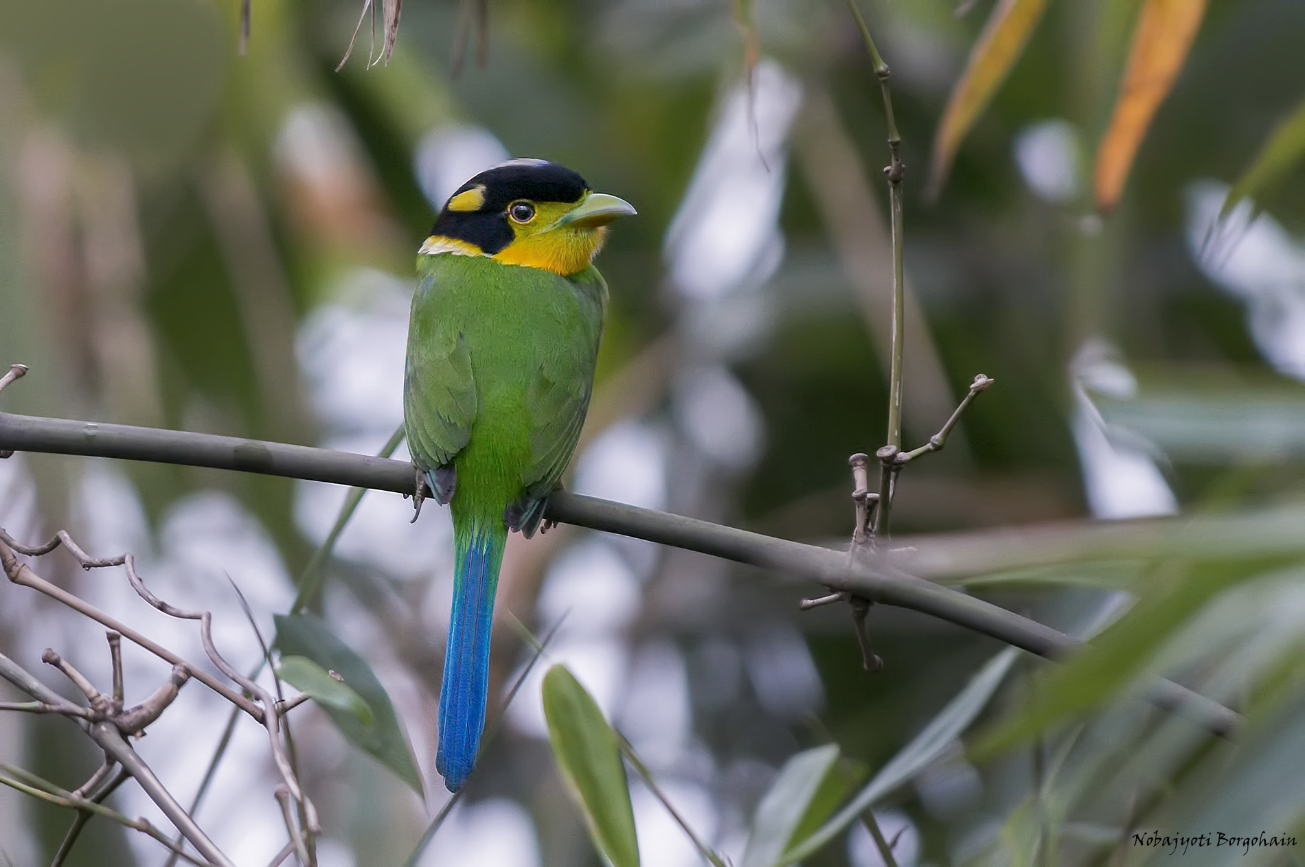 Nikon AF-S Nikkor 300mm F2.8G ED VR II sample photo. Long tailed broadbill photography