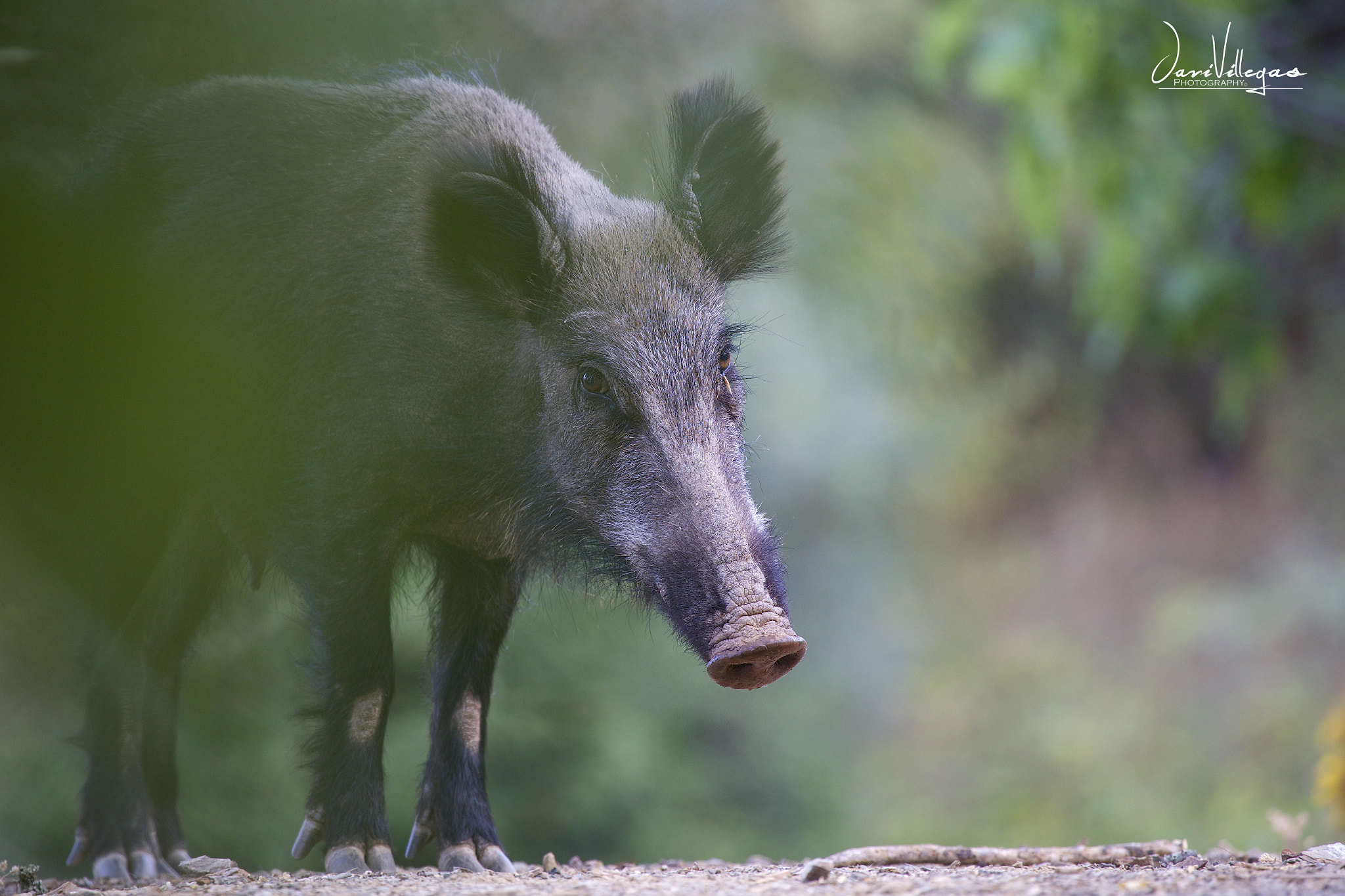 Canon EF 100-400mm F4.5-5.6L IS USM sample photo. Wildboar photography