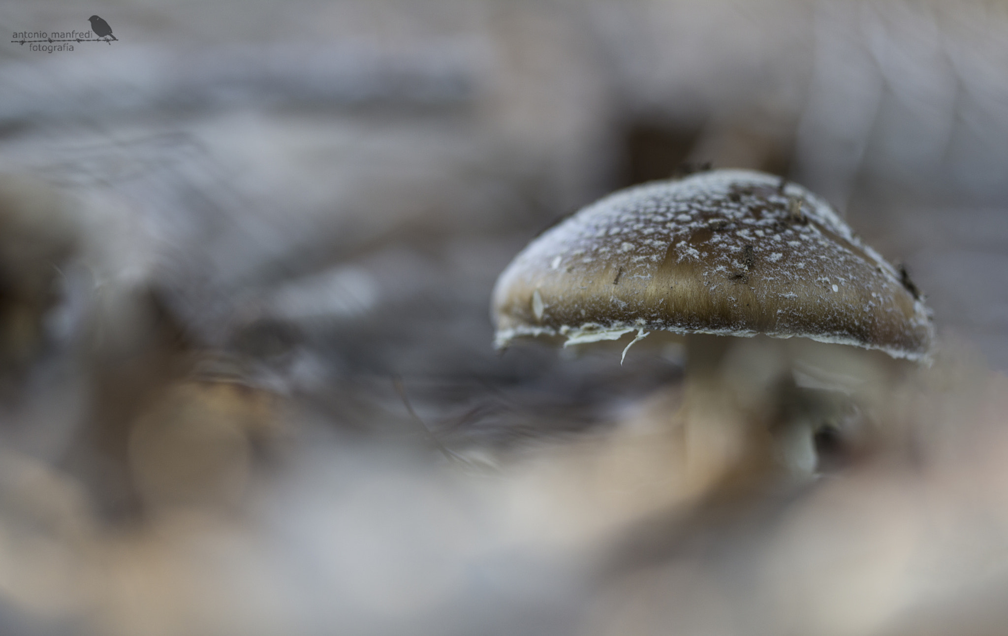 Sigma 150mm f/2.8 EX DG OS HSM APO Macro sample photo. Amanita phanterina photography
