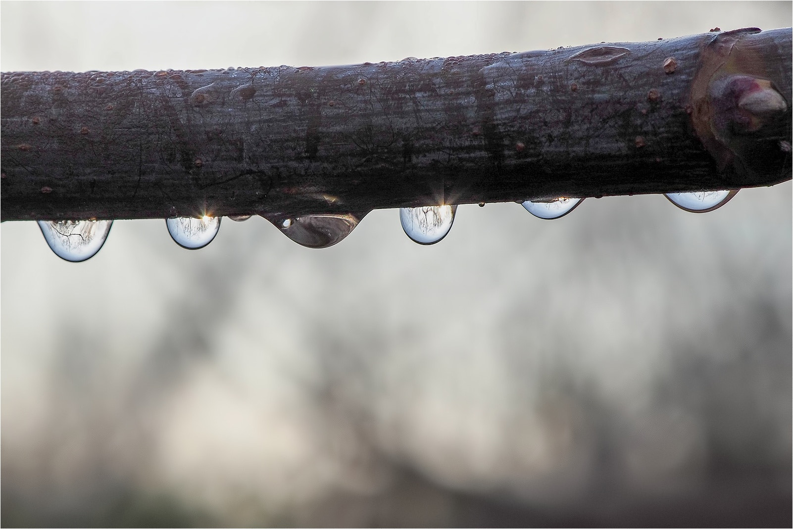 Olympus OM-D E-M10 sample photo. Drops of water... photography