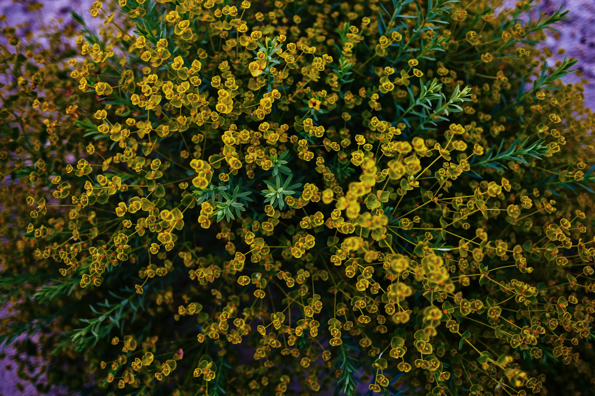 Fujifilm X-E1 + Fujifilm XF 16mm F1.4 R WR sample photo. Some plants photography