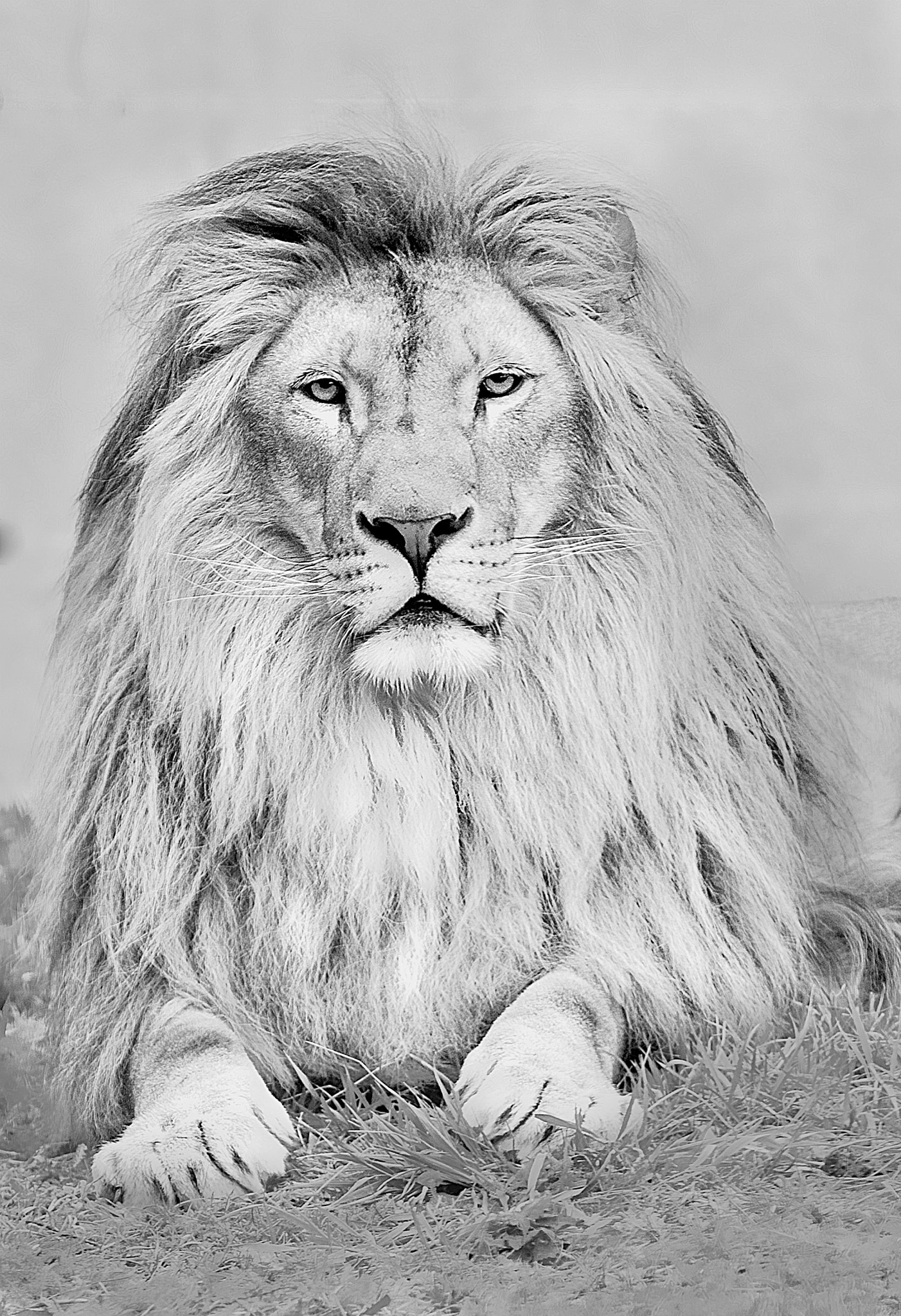 Canon EOS-1Ds Mark II sample photo. Portrait of the king photography