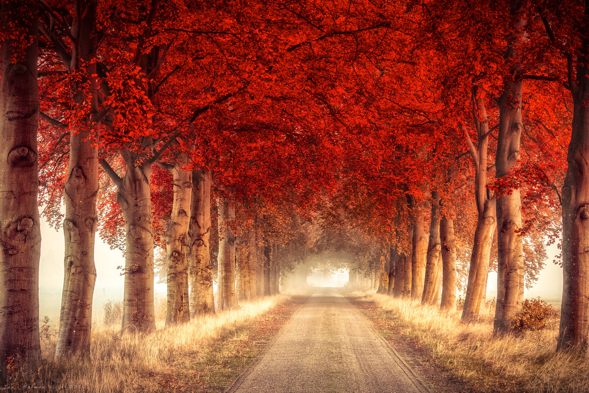 Canon EF 50-200mm f/3.5-4.5 sample photo. Red avenue photography